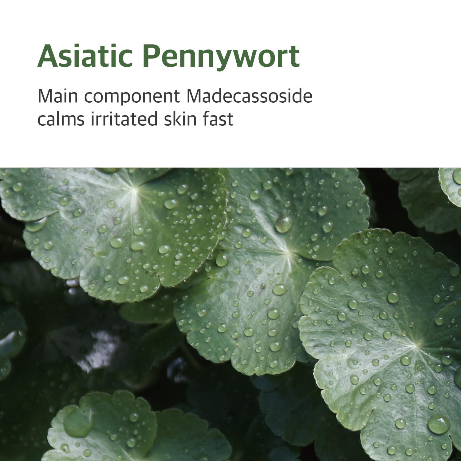 Gros plan sur les feuilles de Centella Asiatica avec des gouttes d'eau. Texte : Le composant principal Madecassoside apaise rapidement la peau irritée.