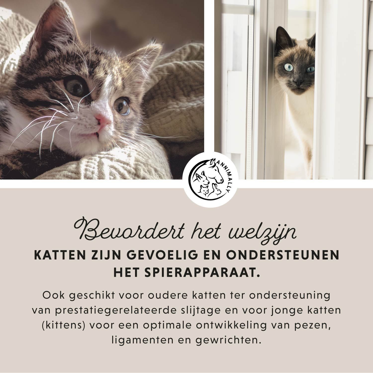 Tekst met ingrediënten. Kat in witte tunnel. Glucosamine, MSM, chondroïtinesulfaat.