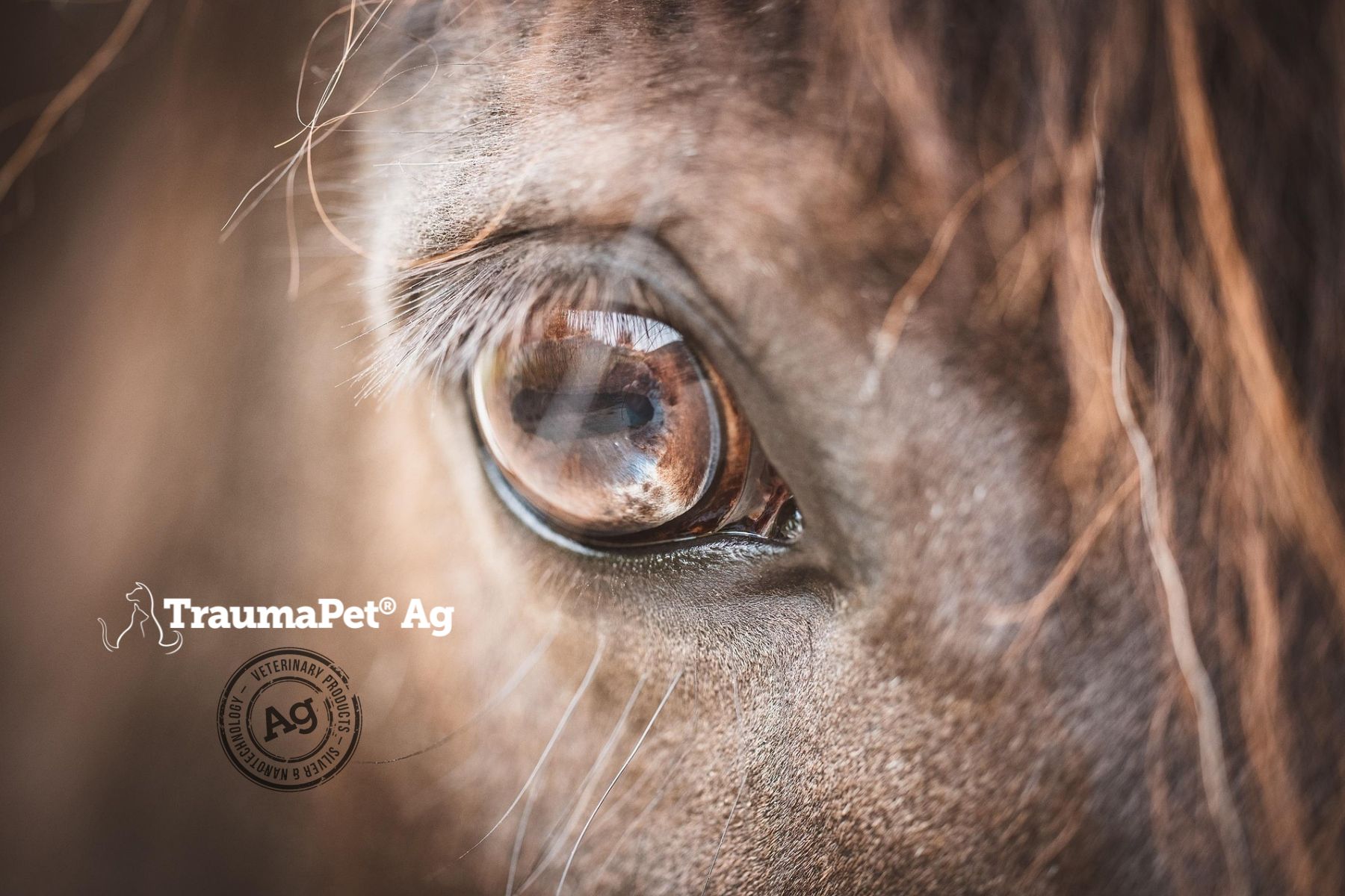 TraumaPet Oogdruppels met colloïdaal zilver voor honden, katten en paarden