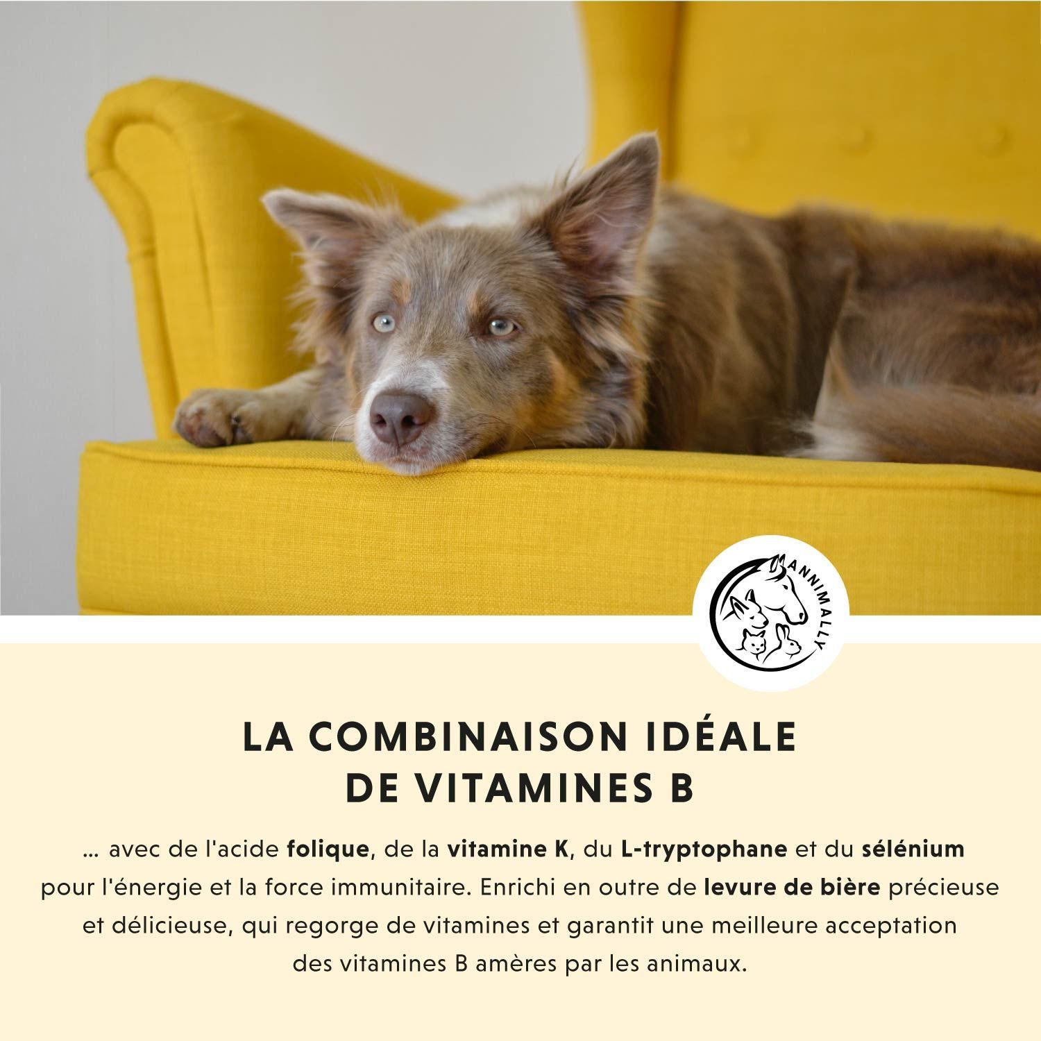 Chien sur un fauteuil jaune. Texte sur la combinaison idéale de vitamines B. Logo avec chien, chat et cheval.