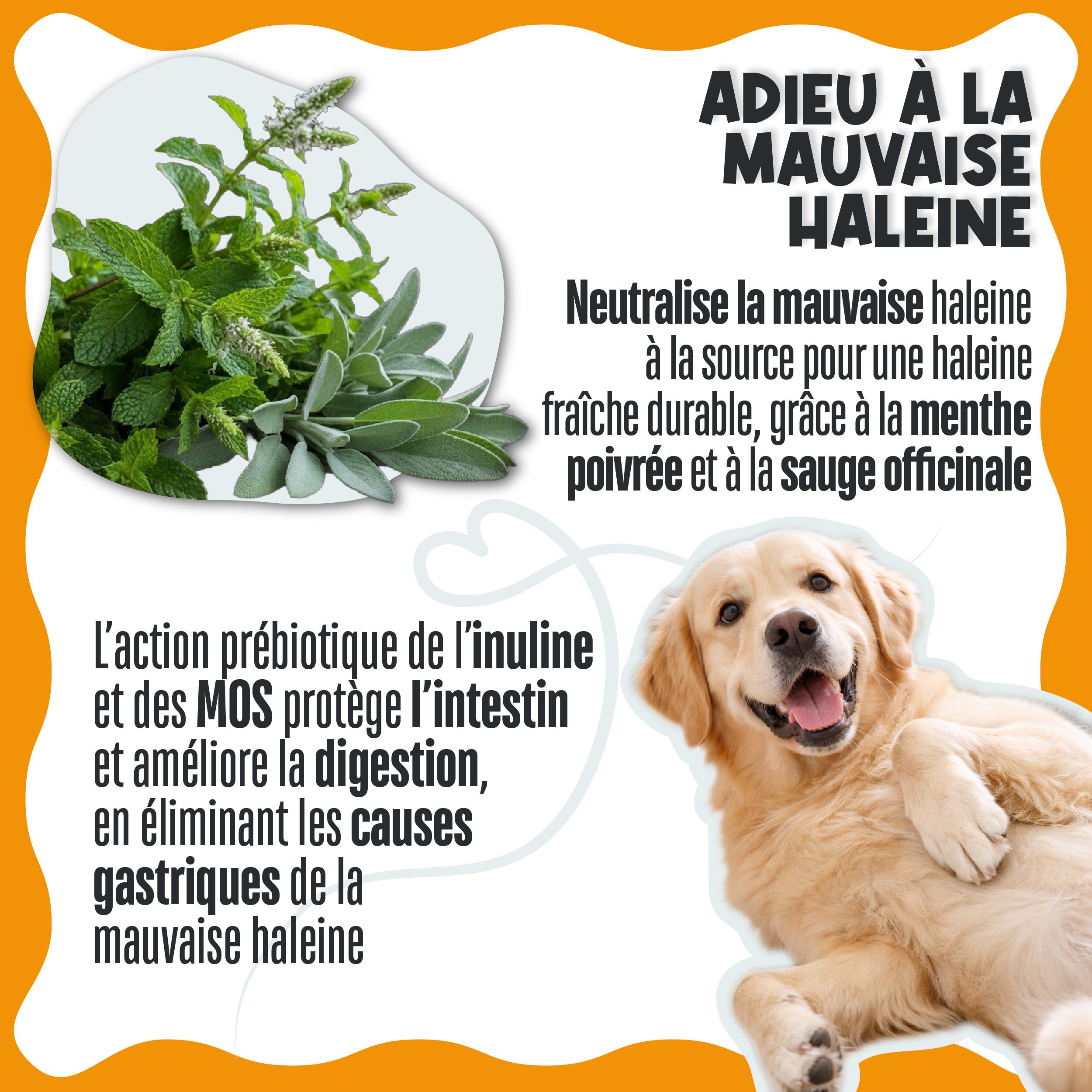LA.GA PHARMA Dental Bright Poudre Dentaire Chien & Chat – Tartre & Plaque, Menthe, Sauge