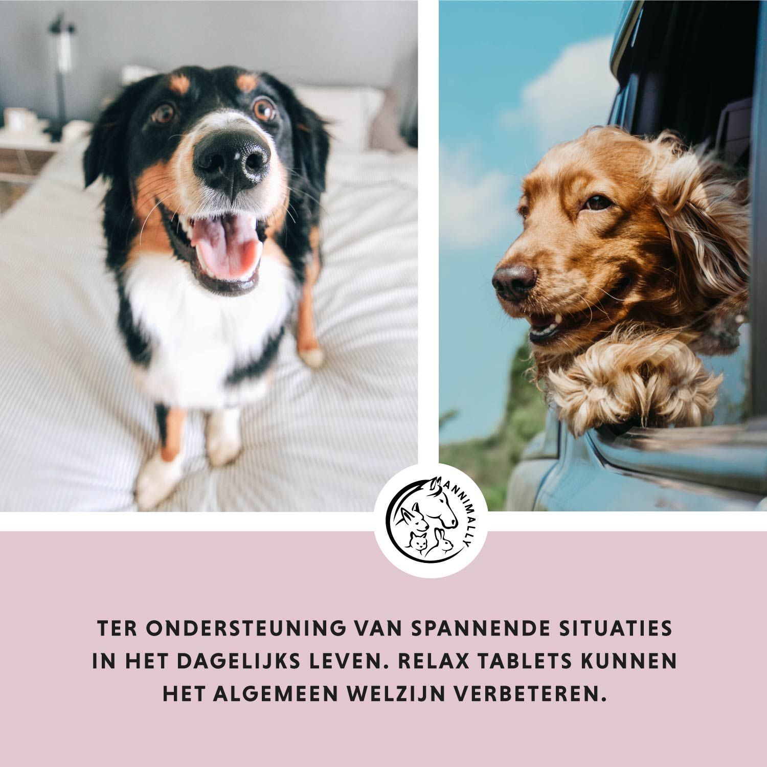 Twee honden. Tekst: TER ONDERSTEUNING VAN SPANNENDE SITUATIES IN HET DAGELIJKS LEVEN. Logo.