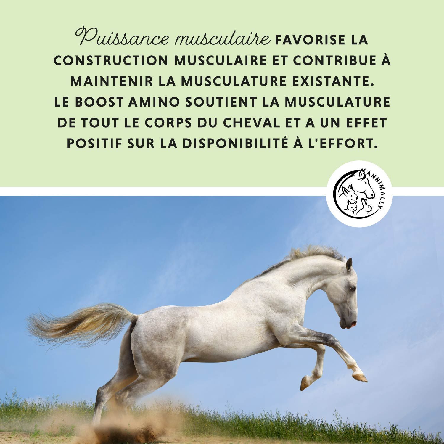 Cheval blanc qui court. Texte: Puissance musculaire favorise la construction musculaire. Acides aminés.