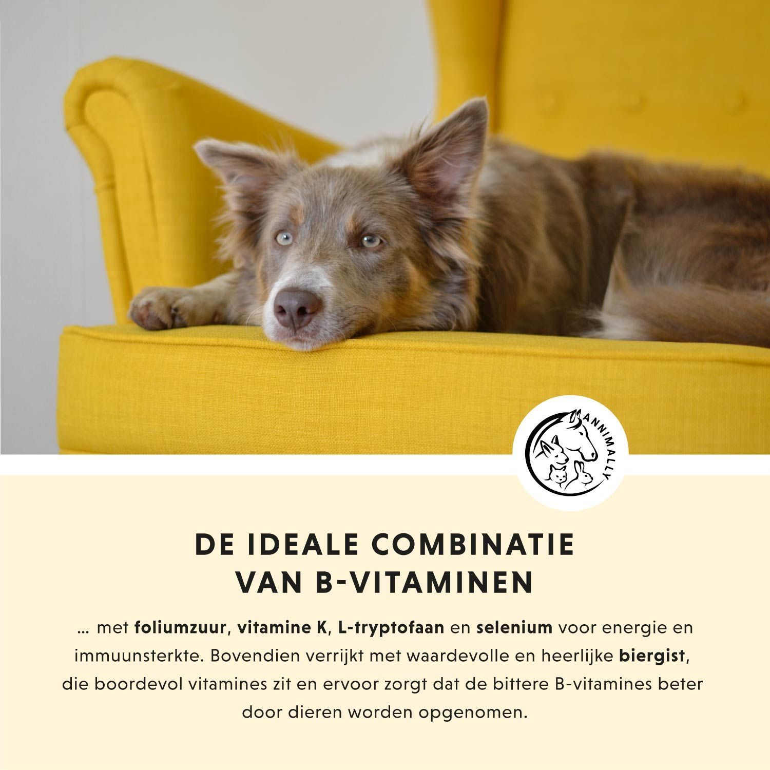 Hond op gele stoel. Tekst over ideale combinatie van B-vitaminen. Logo met hond, kat en paard.