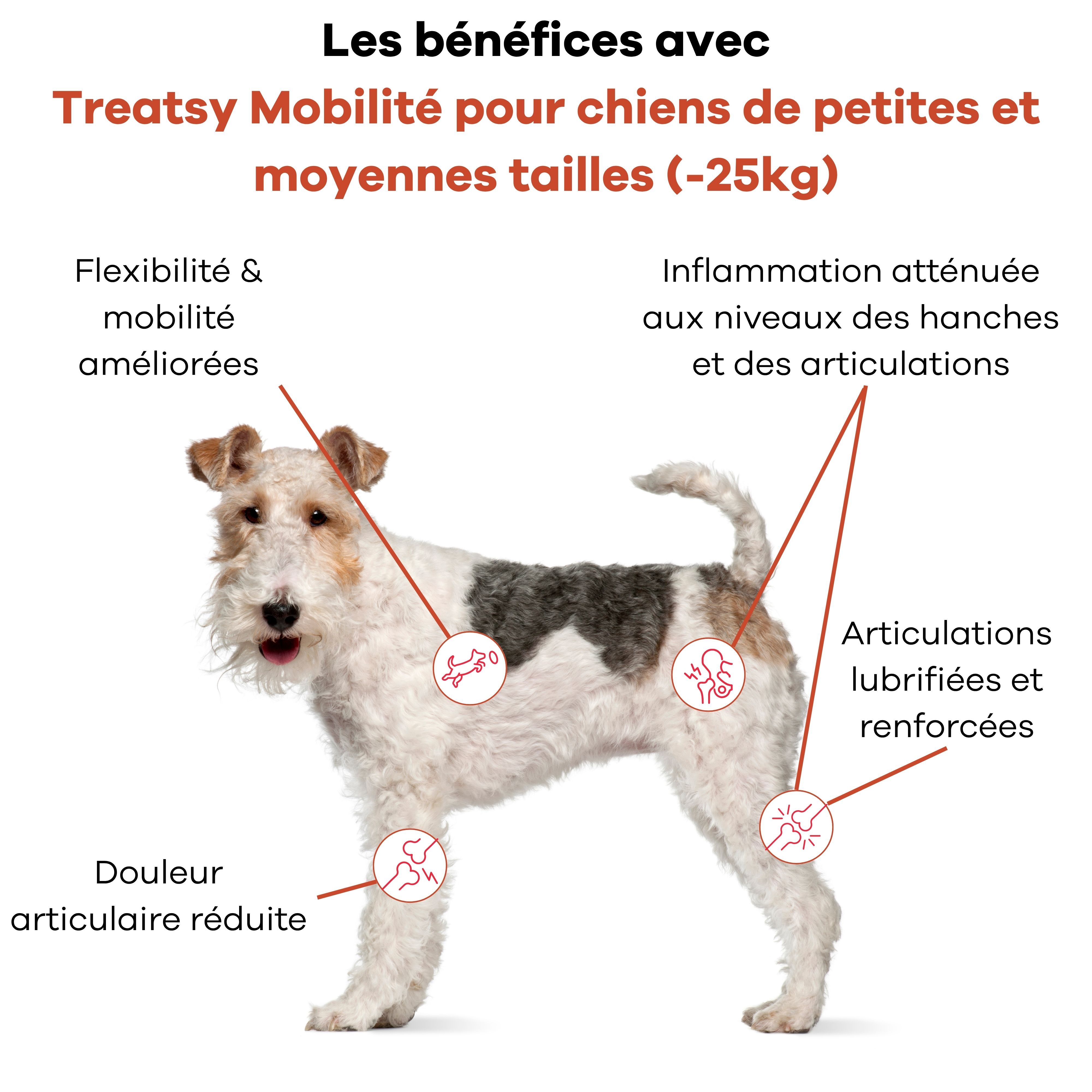 Chien avec marquages sur les articulations. Texte: Avantages de Treatsy Mobility pour petits chiens.