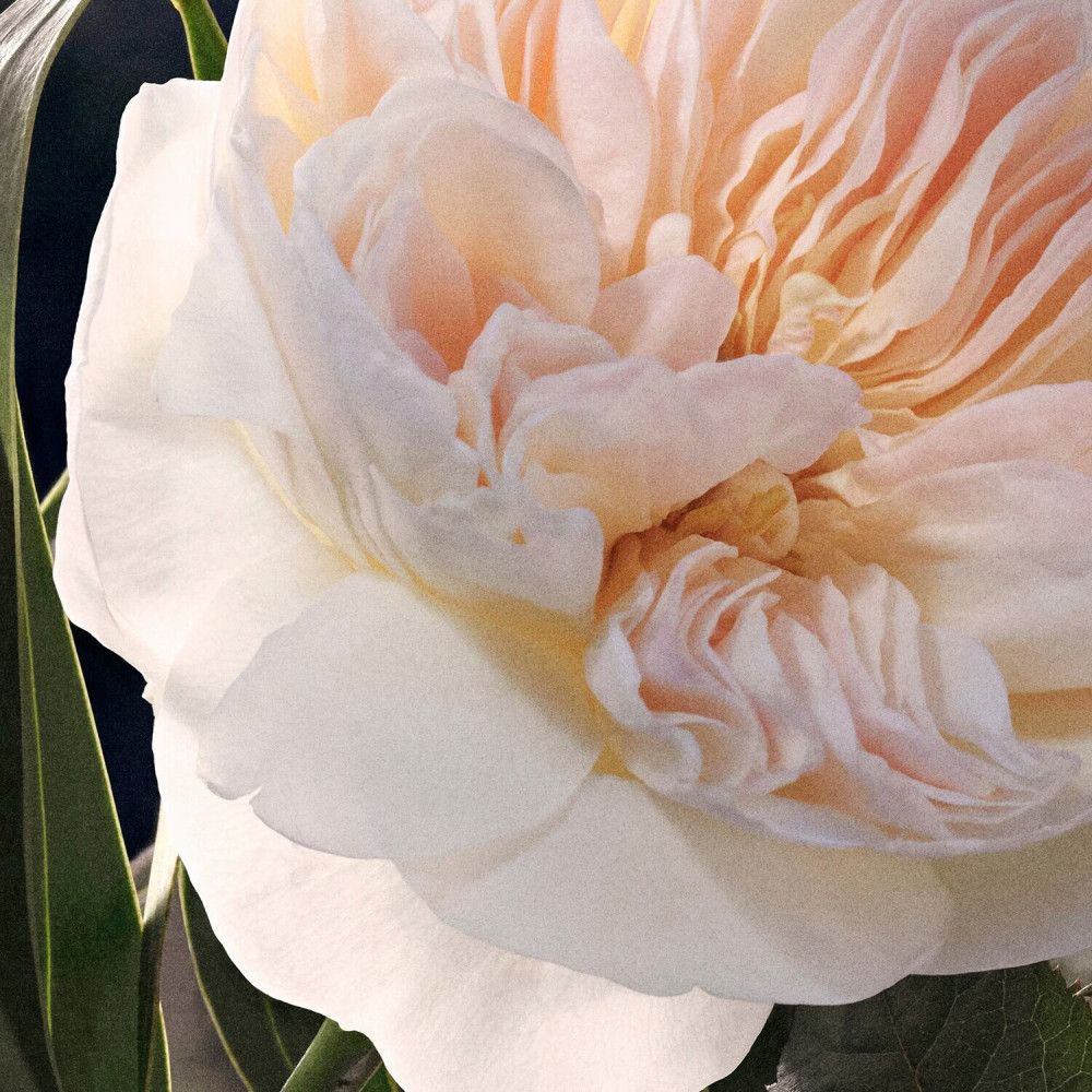 Gros plan d'une rose rose pâle aux multiples pétales et feuilles vertes.