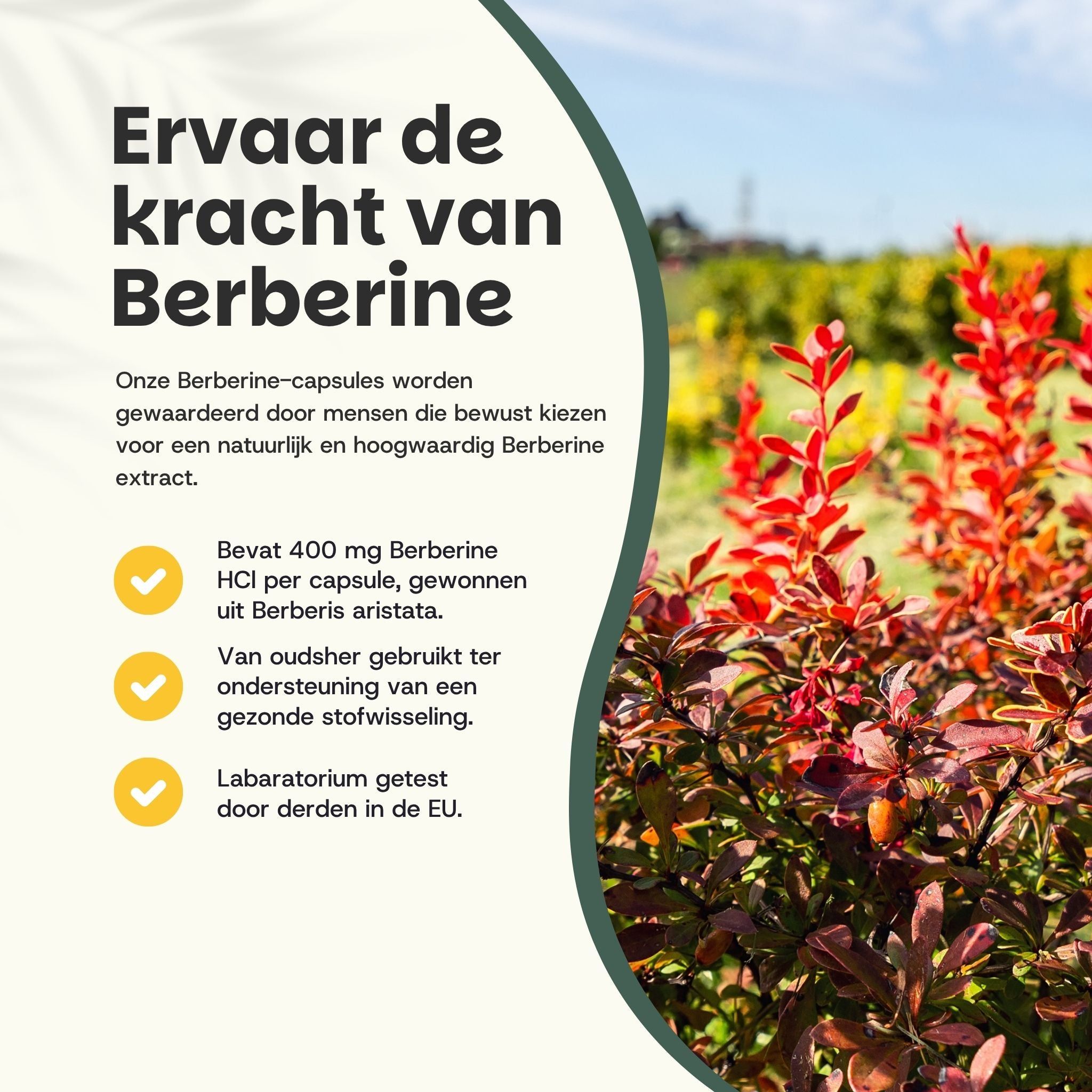 Tekst met informatie over berberine. Rode planten op de achtergrond.
