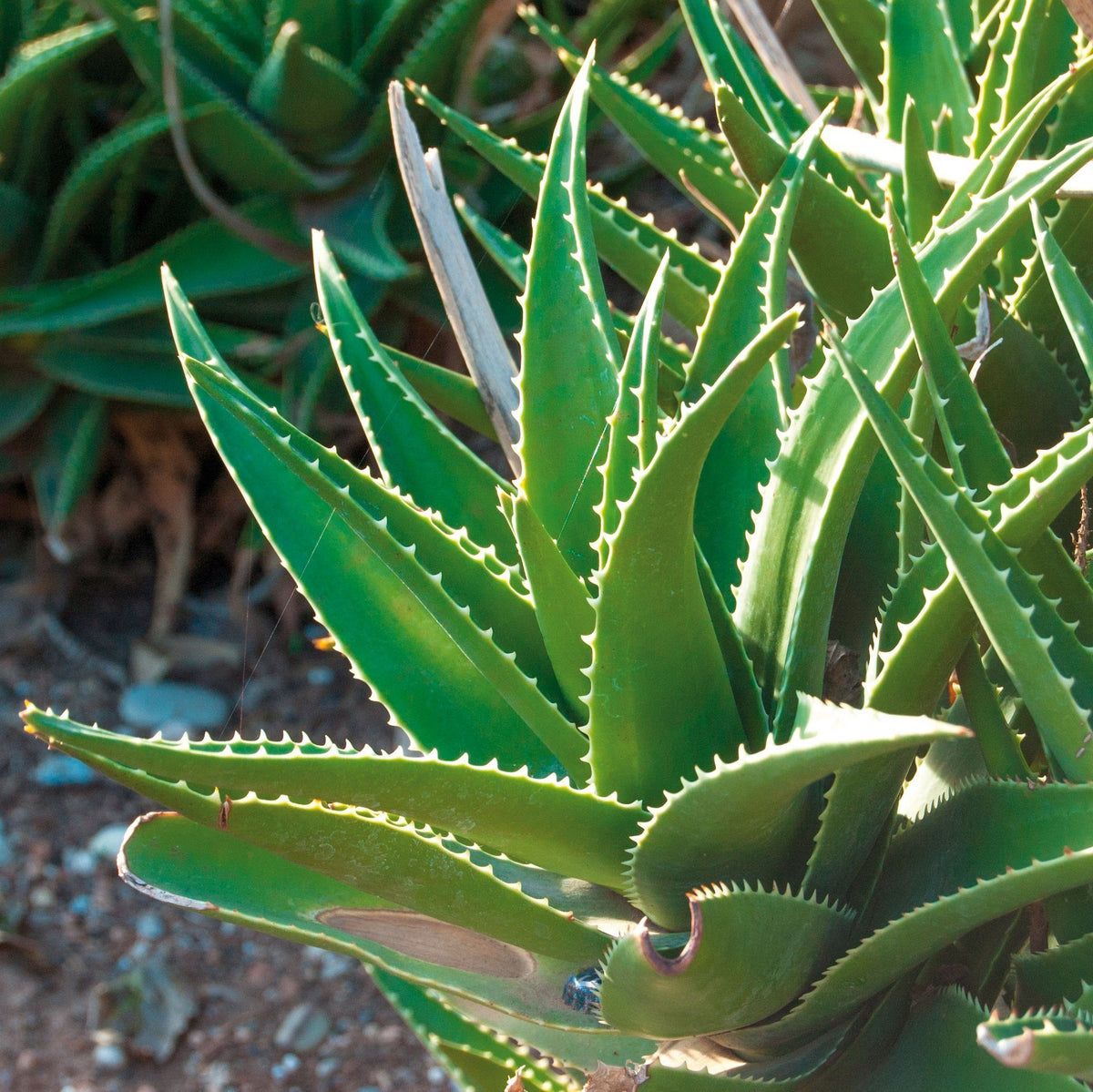 Haro Crème Vitale à l'Aloe Vera