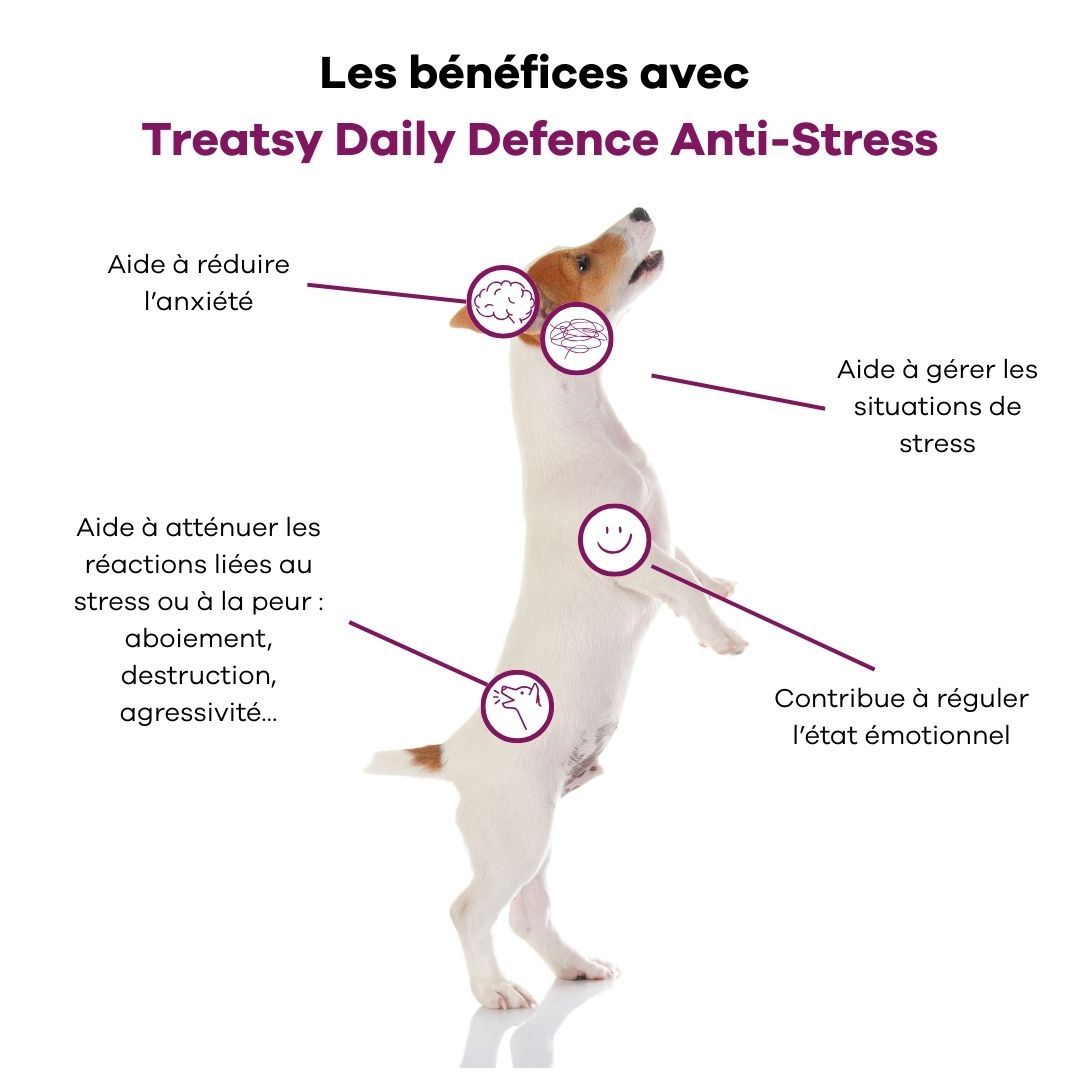 Graphique avec un chien debout sur ses pattes arrière. Texte décrivant les avantages du complément anti-stress.