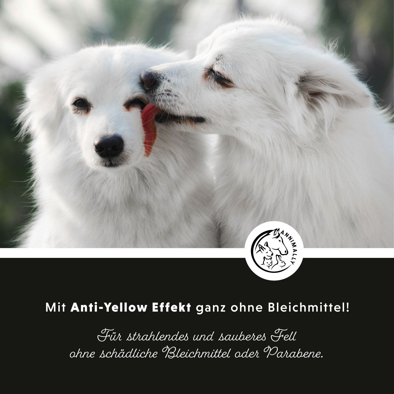 Deux chiens blancs, l'un lèche l'autre. Texte: Avec effet anti-jaune sans agents de blanchiment ! Pour un pelage éclatant.