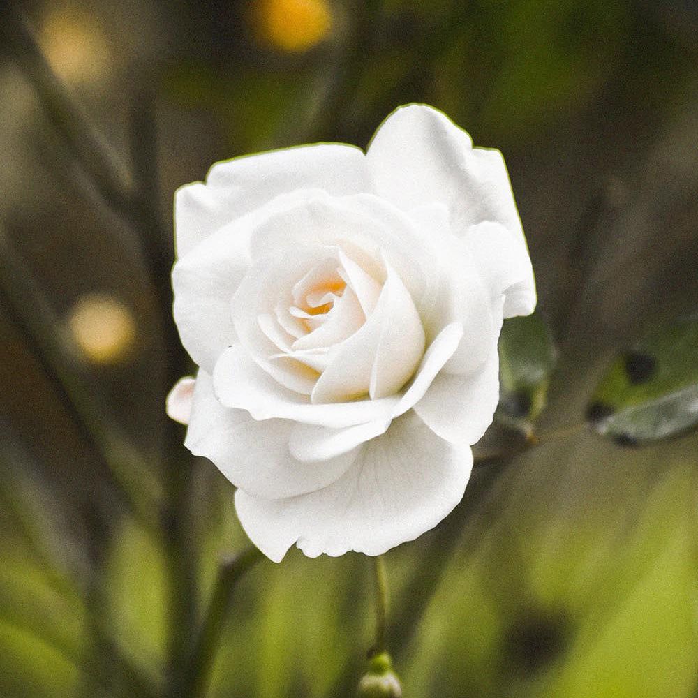Een enkele witte roos met delicate bloemblaadjes, die frisheid en geur symboliseert.