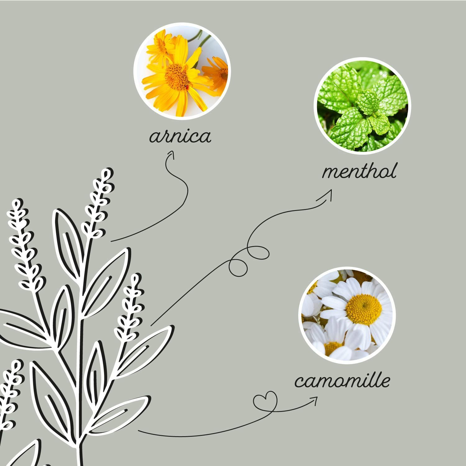 Image d'herbes. Texte : Arnica, menthol, camomille. Flèches pointant vers les herbes. Logo Annimally.