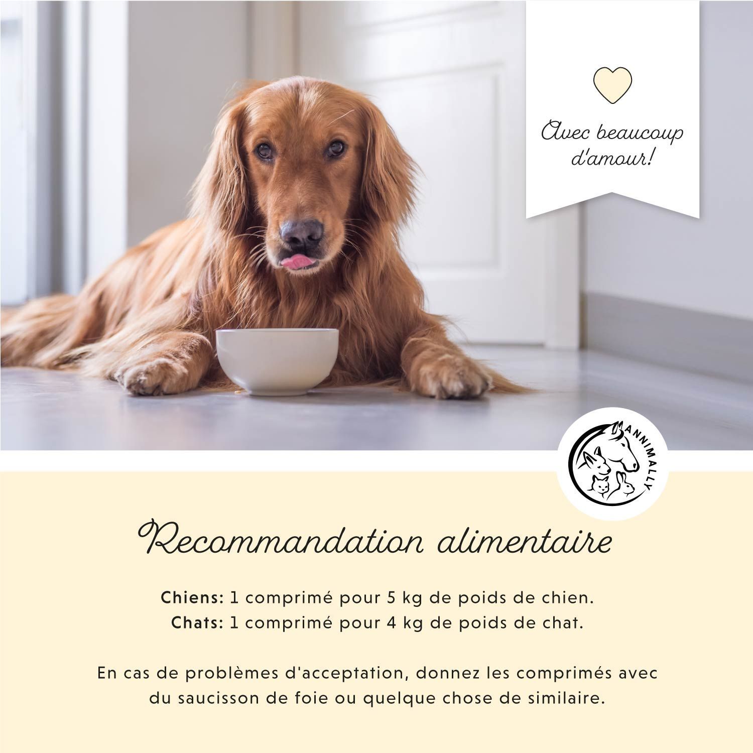 Golden Retriever avec un bol. Texte sur les recommandations alimentaires. Logo avec chien, chat et cheval.