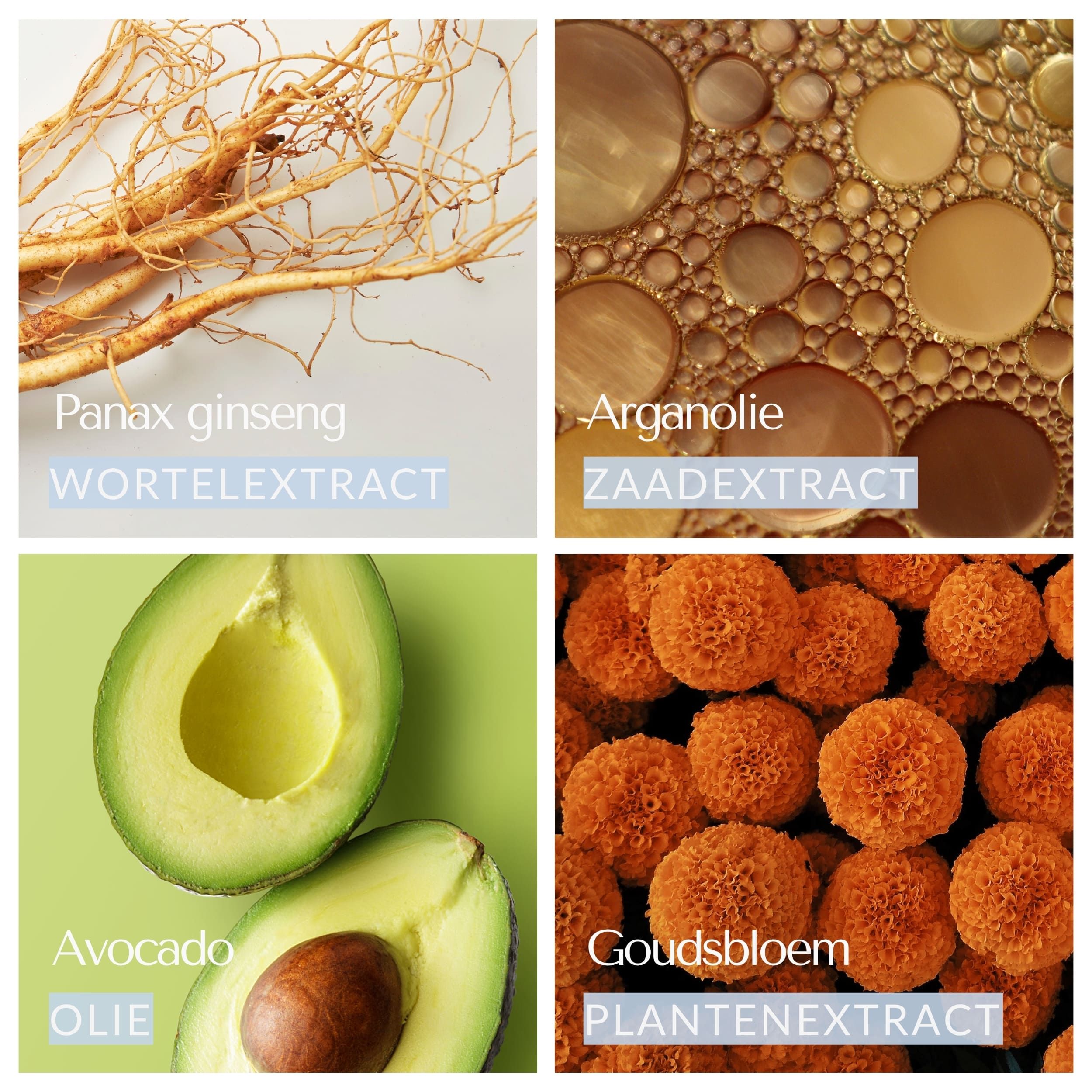Vier afbeeldingen: Panax Ginseng, Arganolie, Avocado, Goudsbloem. Tekst: Wortelextract, Zaadextract, Olie, Plantenextract.