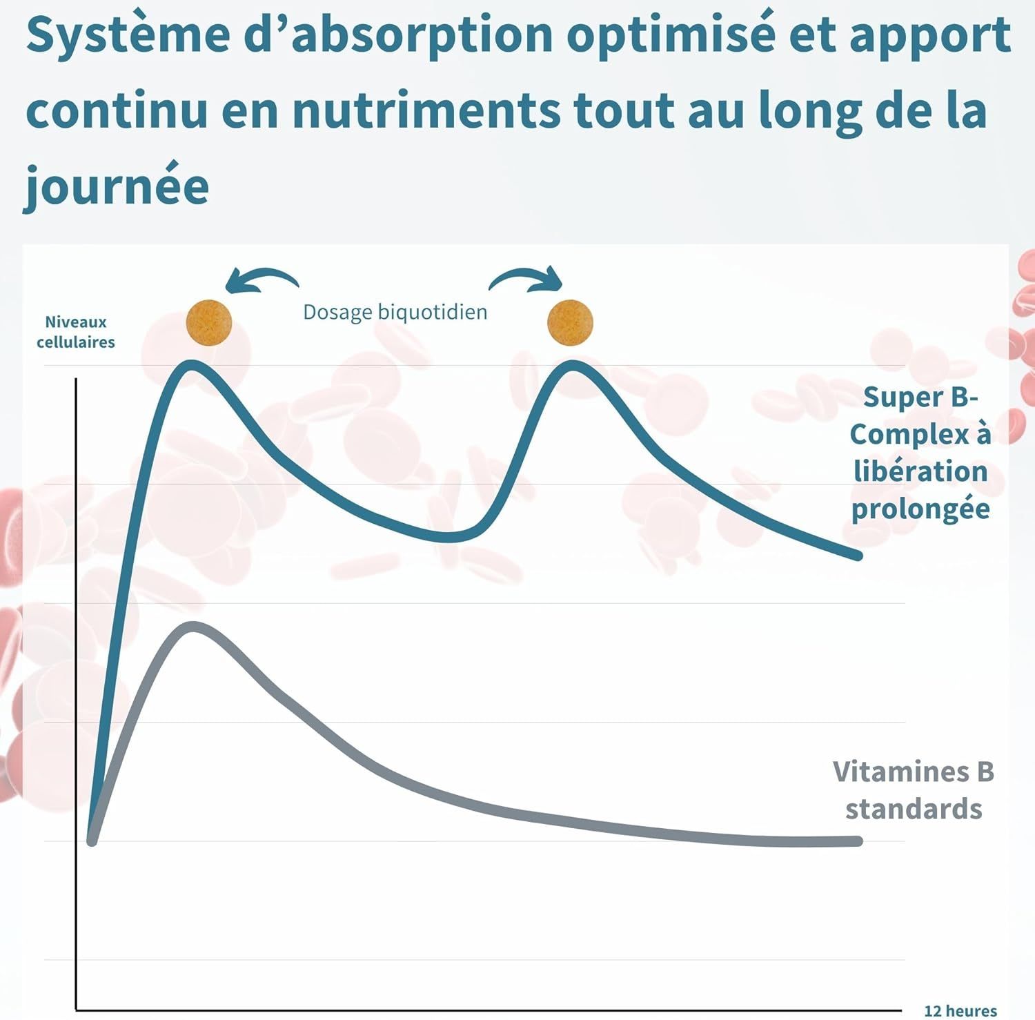 Graphique sur l'apport nutritionnel avec effet dépôt et globules rouges.