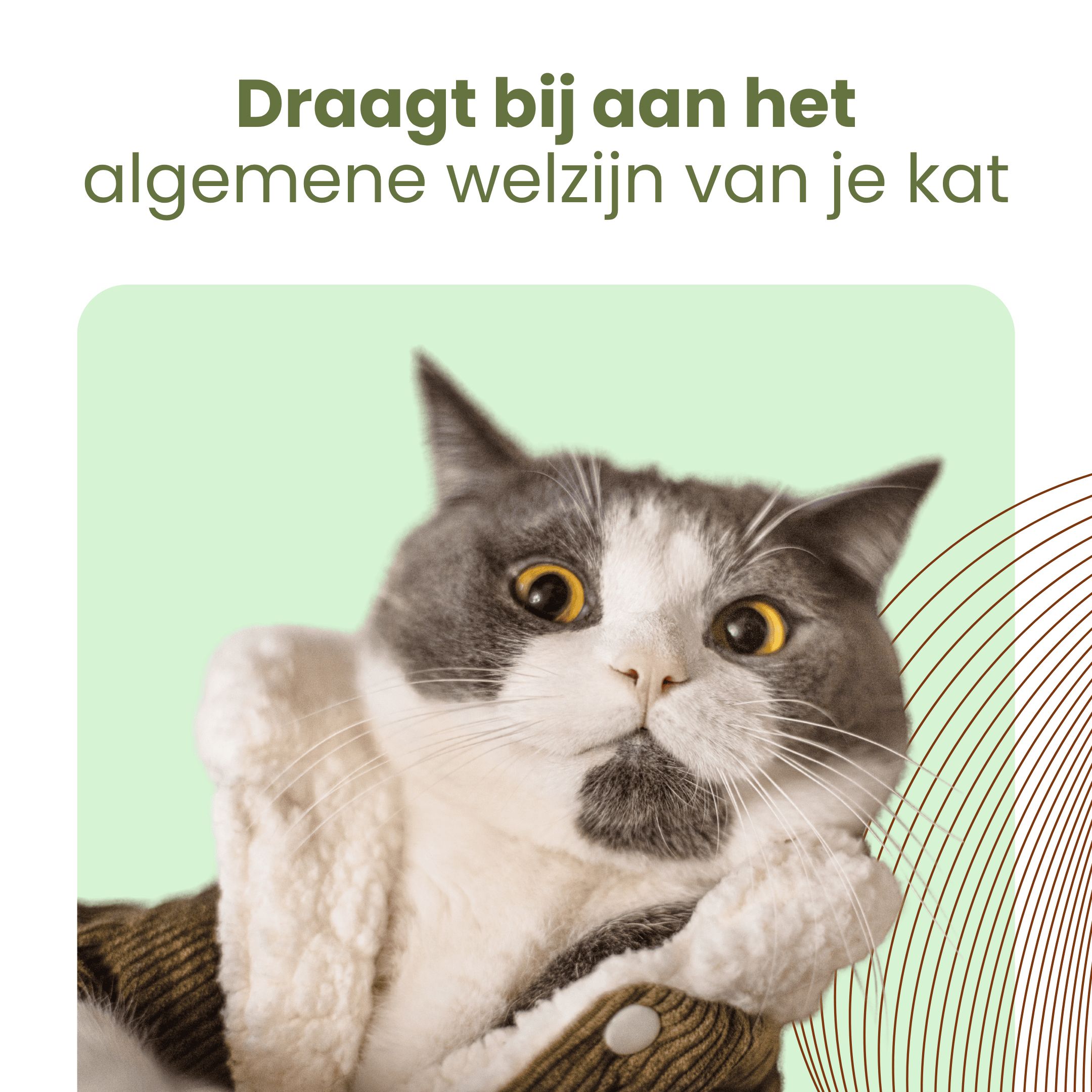 Kat in jas. Tekst: Draagt bij aan het algemene welzijn van je kat.