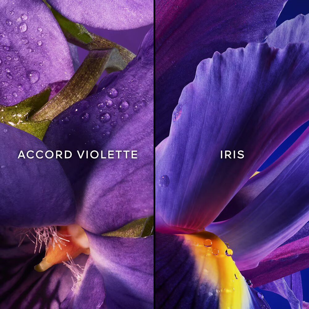Deux pétales, violet et bleu. Inscriptions « ACCORD VIOLETTE » et « IRIS ».