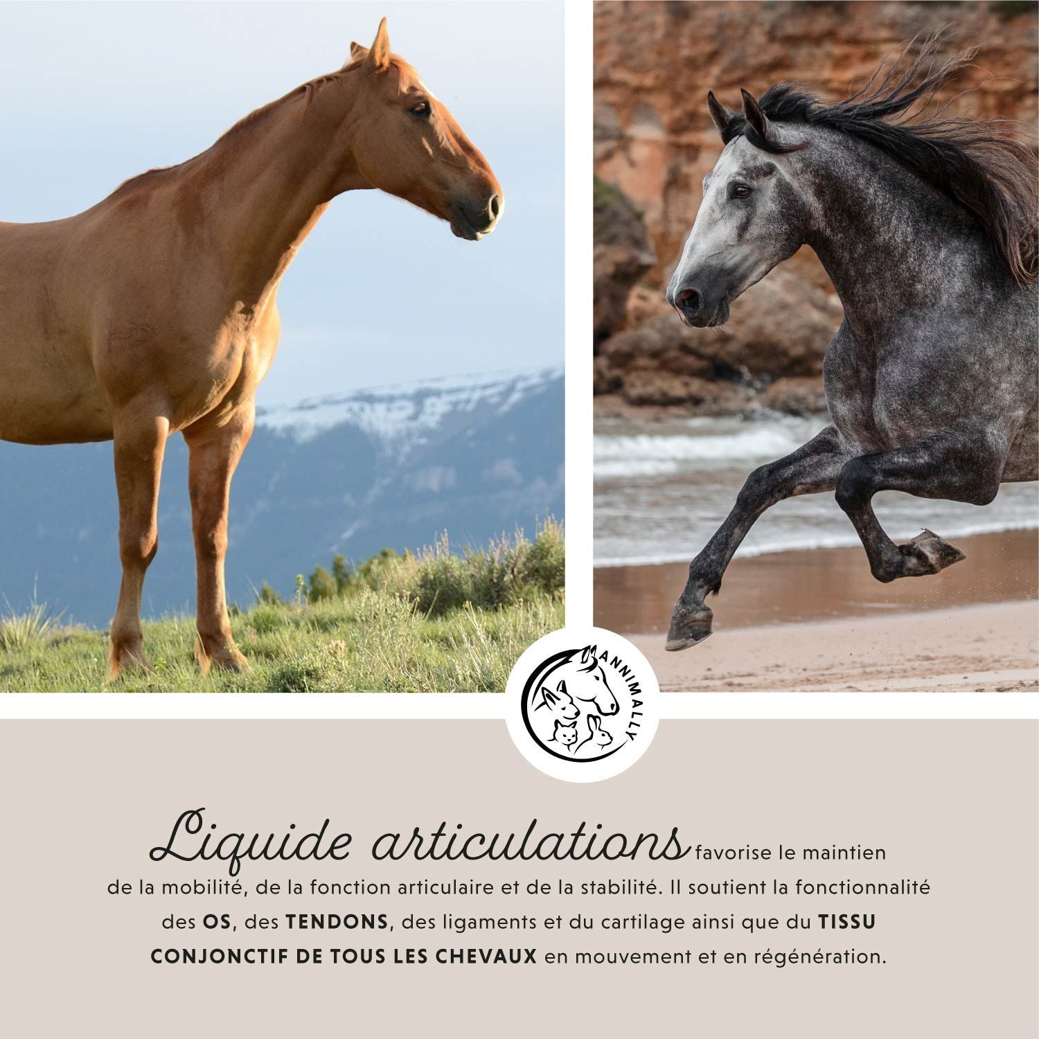 Deux chevaux dans un pré et un cheval au galop. Texte: Liquide articulations.