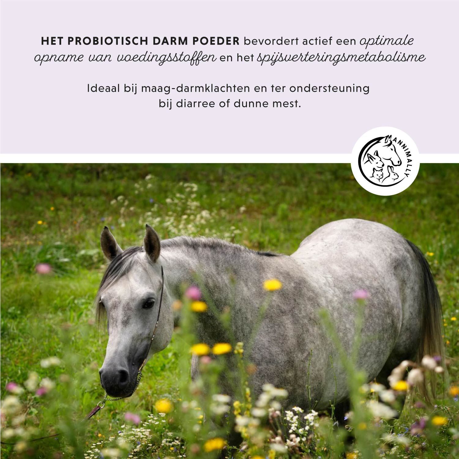 Tekst op lichtpaarse achtergrond. Paarden in een veld. Tekst: Probiotisch Darm Poeder. Ideaal bij maag-darmklachten.
