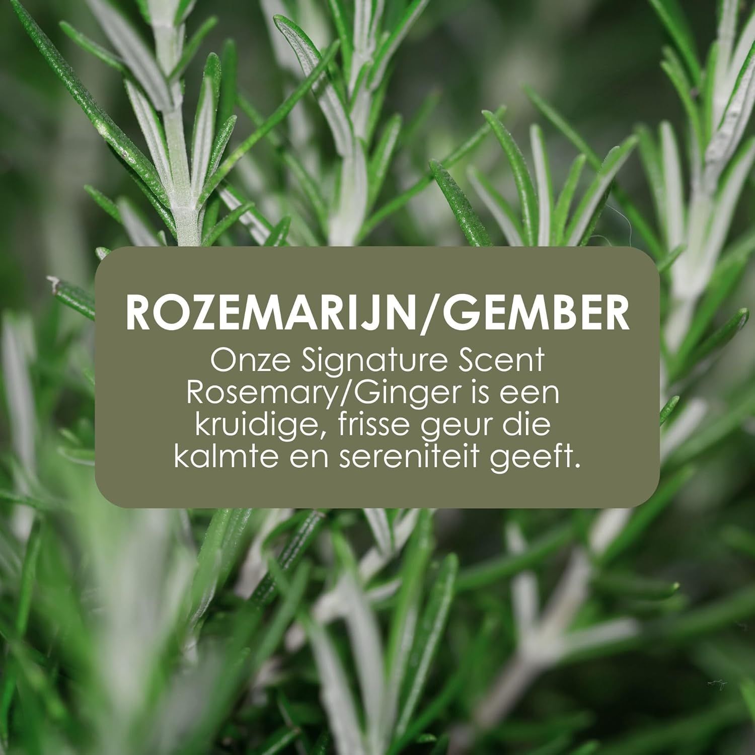 Rozemarijn/Gember geur. Kruidige, frisse geur die kalmte en sereniteit geeft.