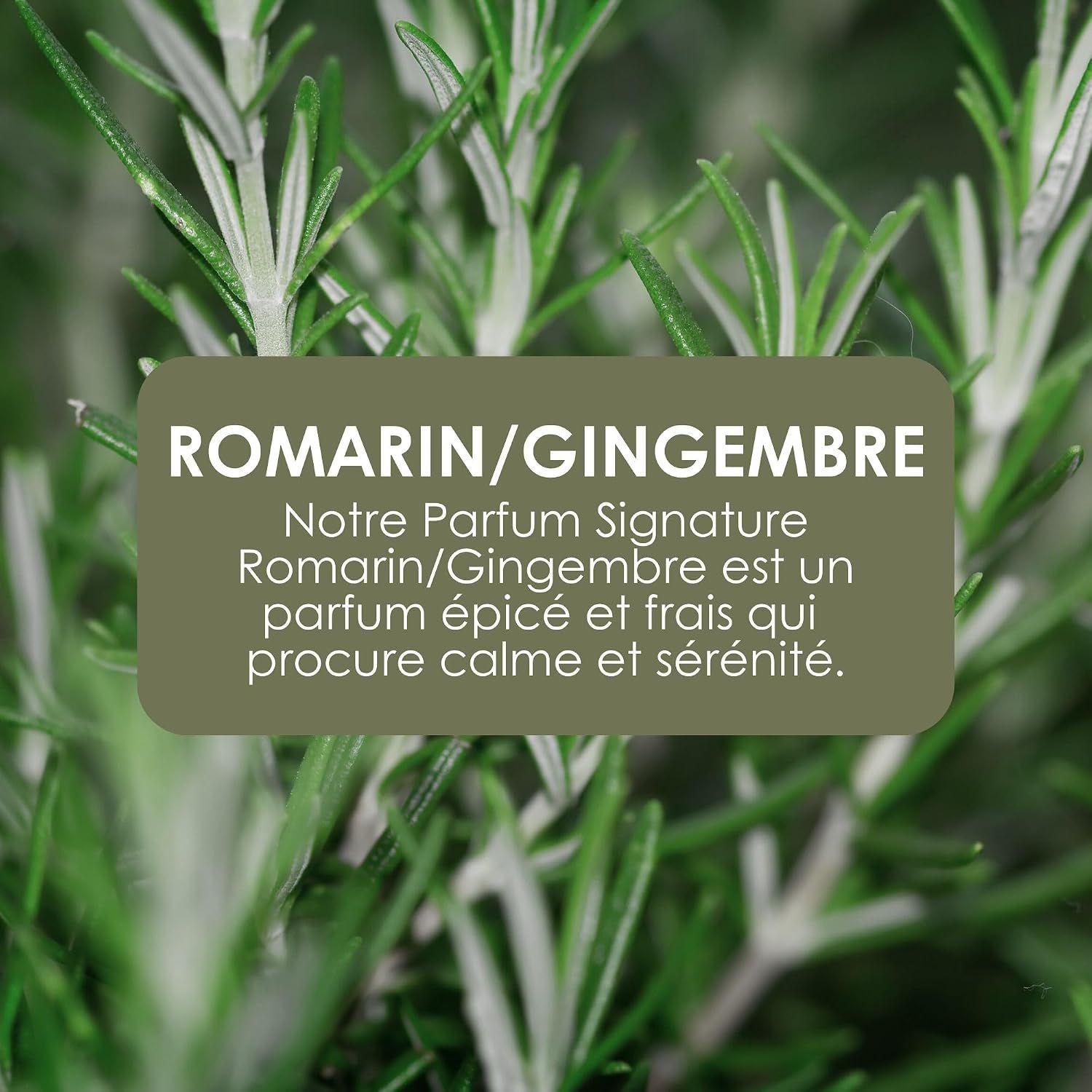 Parfum Romarin/Gingembre. "Notre Parfum Signature Romarin/Gingembre" est un parfum épicé et frais qui procure calme et sérénité.