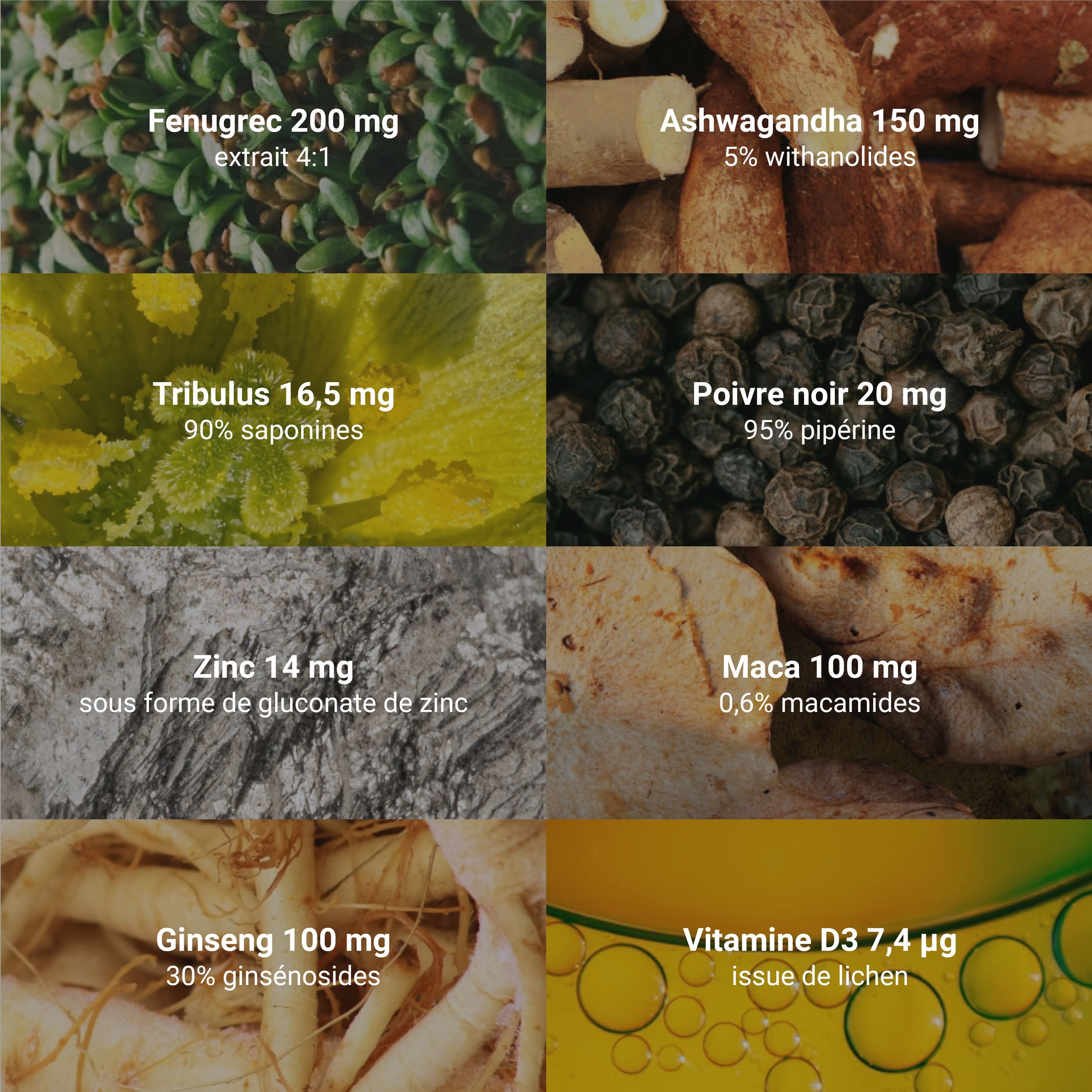 Collage d'ingrédients : Fenugrec, Ashwagandha, Tribulus, poivre noir, zinc, maca, ginseng, vitamine D3.