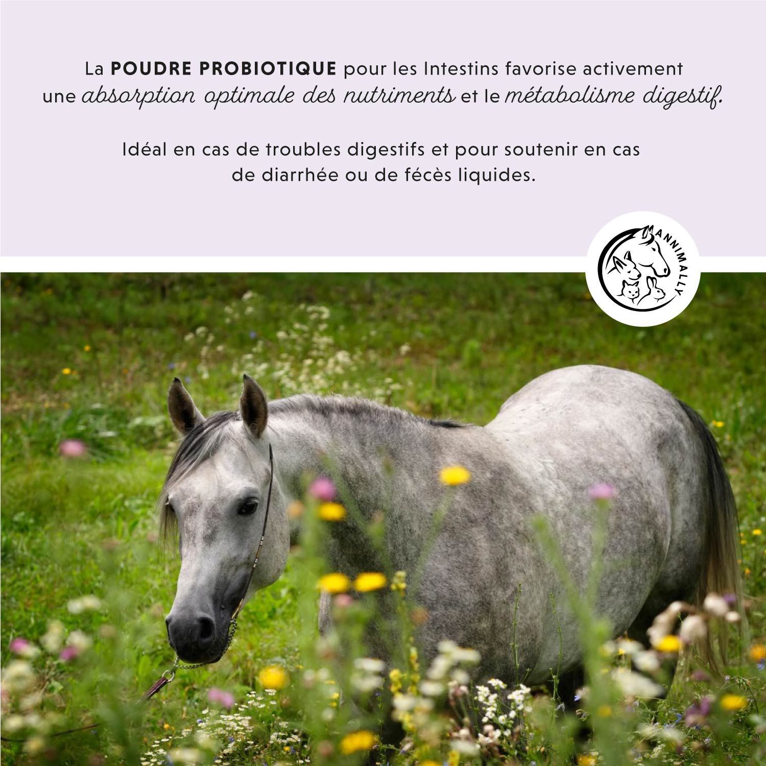 Texte sur fond violet clair. Chevaux dans un champ. Texte: La poudre probiotique pour les intestins. Idéal en cas de troubles digestifs.