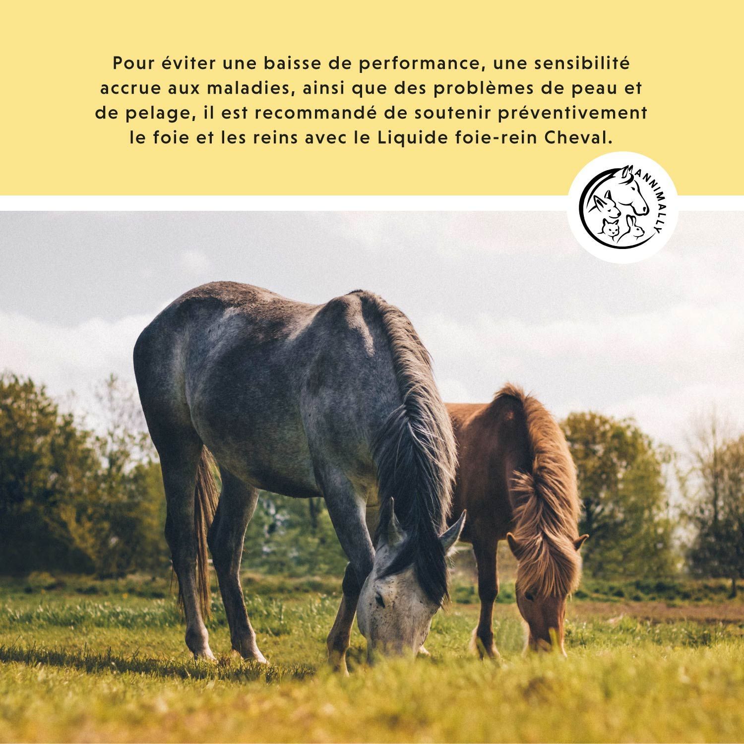 Deux chevaux broutent dans un champ. Texte sur le soutien du foie et des reins.