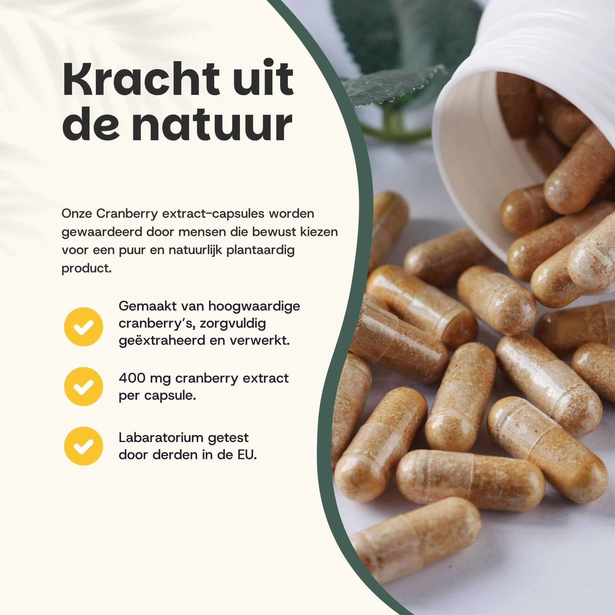 Witte pot met cranberry capsules. Capsules ernaast. Tekst: 400 mg cranberry extract per capsule. Laboratorium getest in de EU.