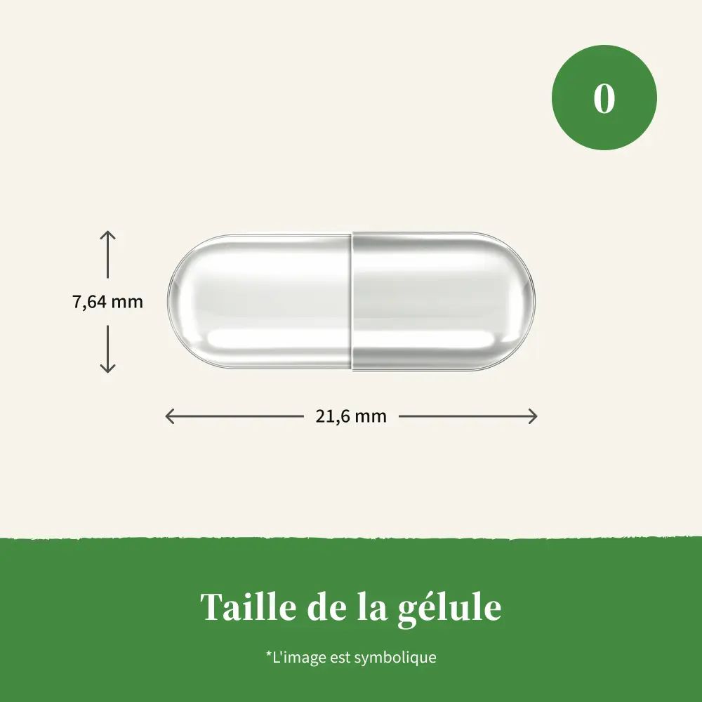 Gélule transparente, avec dimensions: 21,6 mm de long, 7,64 mm de diamètre. Texte vert: Taille de la gélule.