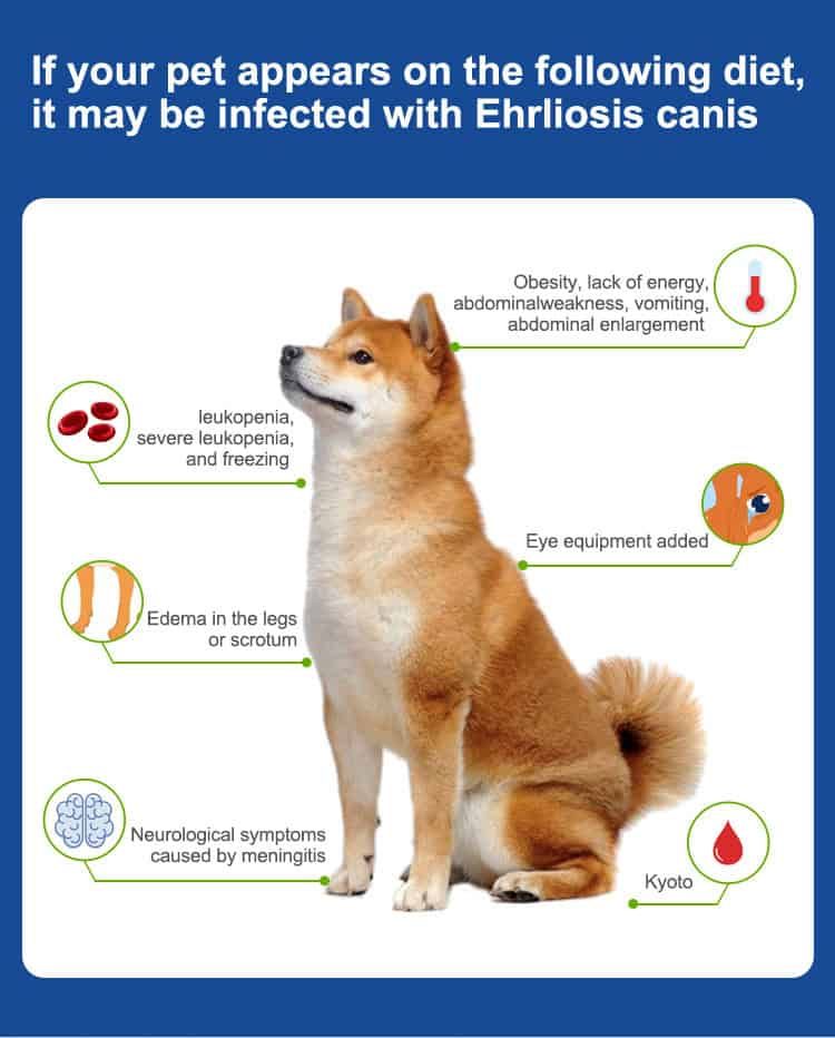 Hond met symptomen van Ehrlichia canis infectie: lethargie, zwelling, neurologische symptomen.