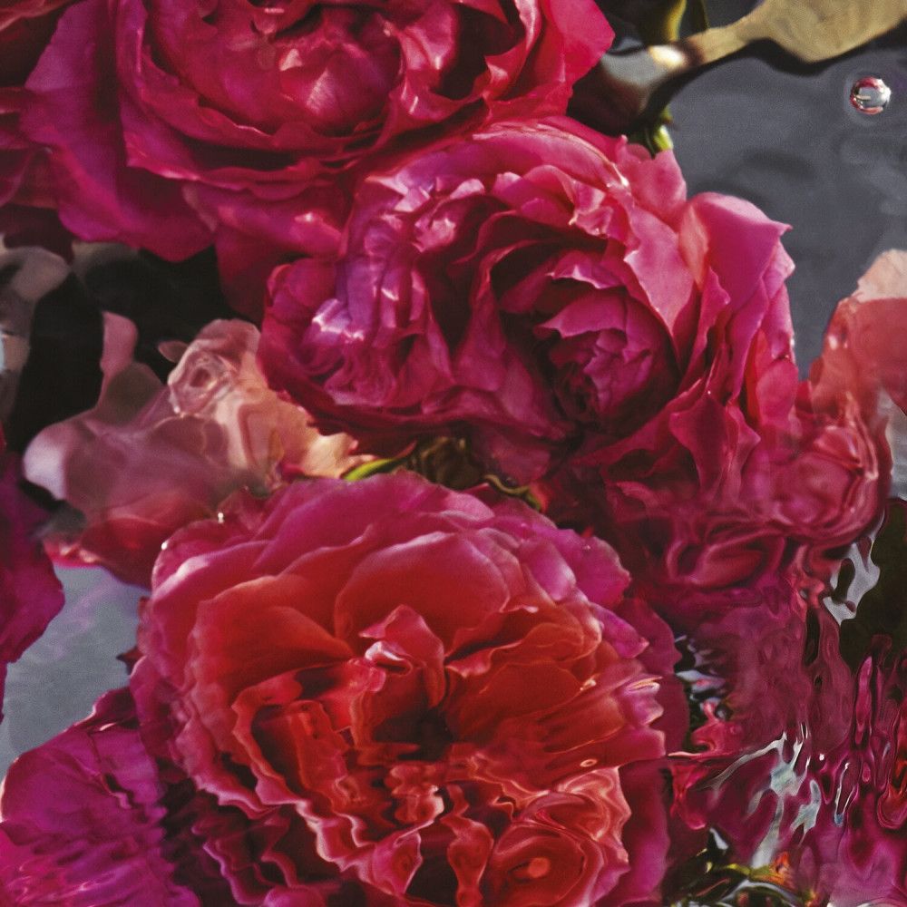 Close-up van rode rozenblaadjes in water. Sommige bloemblaadjes zijn gedeeltelijk ondergedompeld.