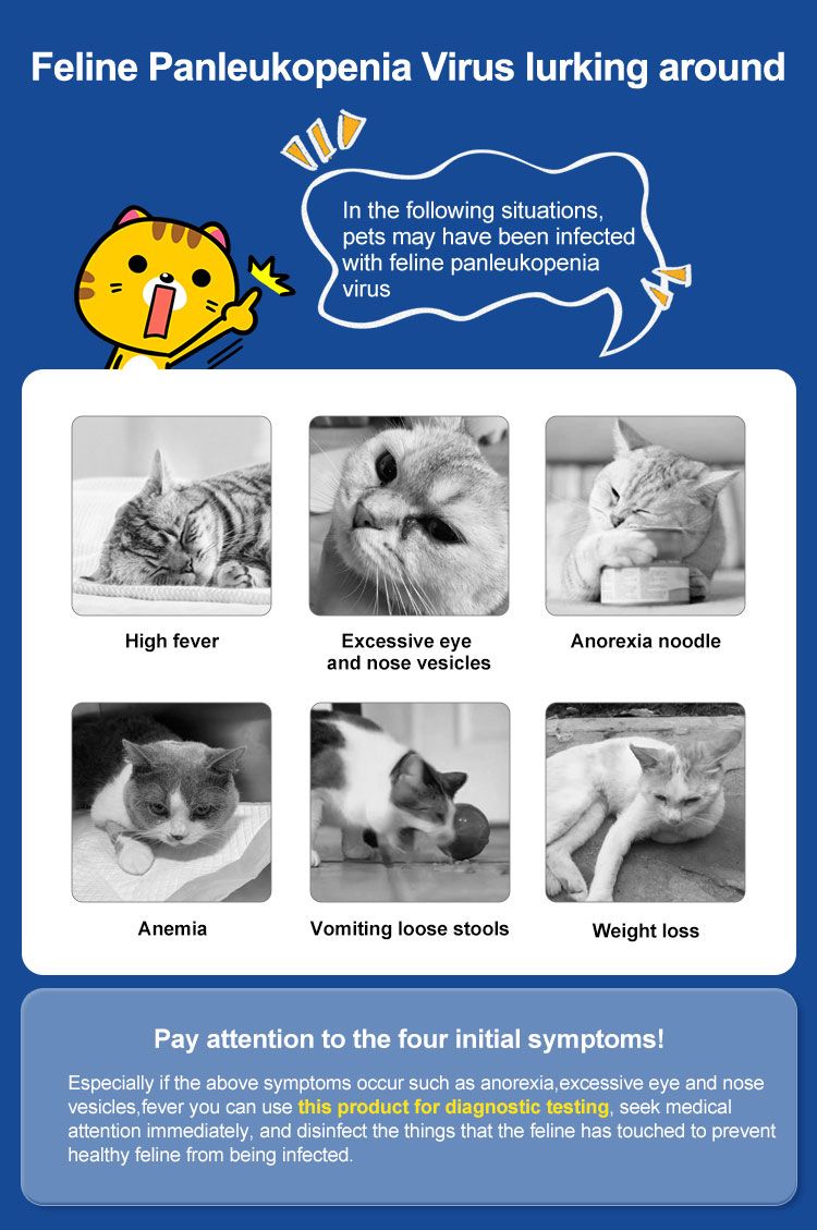 Infographie des symptômes de la panleucopénie féline. Six images de chats avec du texte. Fond bleu avec des éléments jaunes.