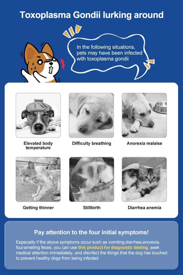 Infographic over symptomen van toxoplasmose bij honden en katten. Bevat afbeeldingen van dieren en tekstbeschrijvingen.