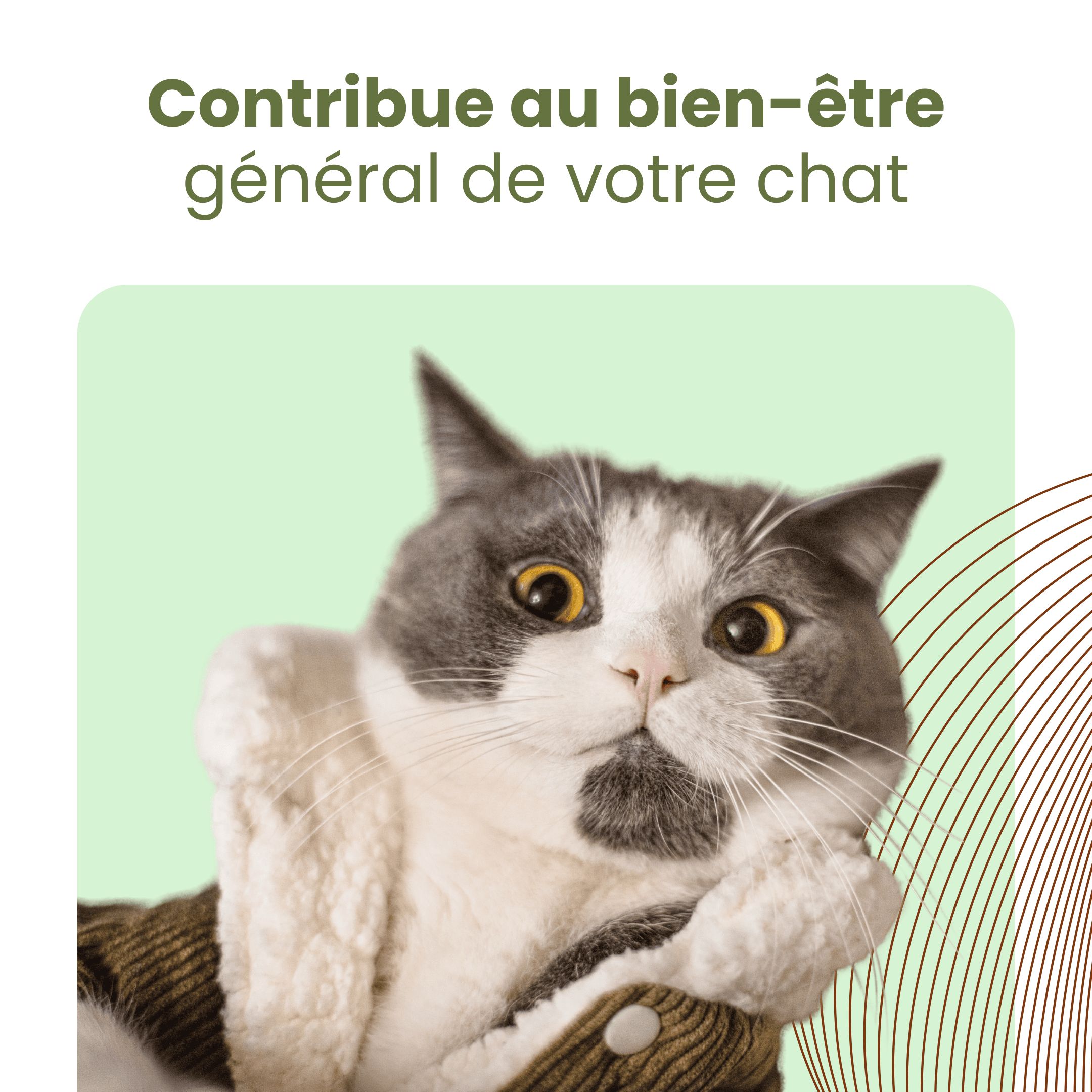 Trois images. Chat avec pipette, femme avec flacon, femme avec chat. Texte: Agiter avant utilisation, 10-12 gouttes par jour.