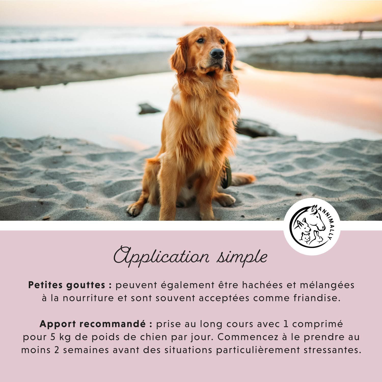 Chien doré sur la plage. Texte: Application simple. Recommandations de prise. Logo animalier.