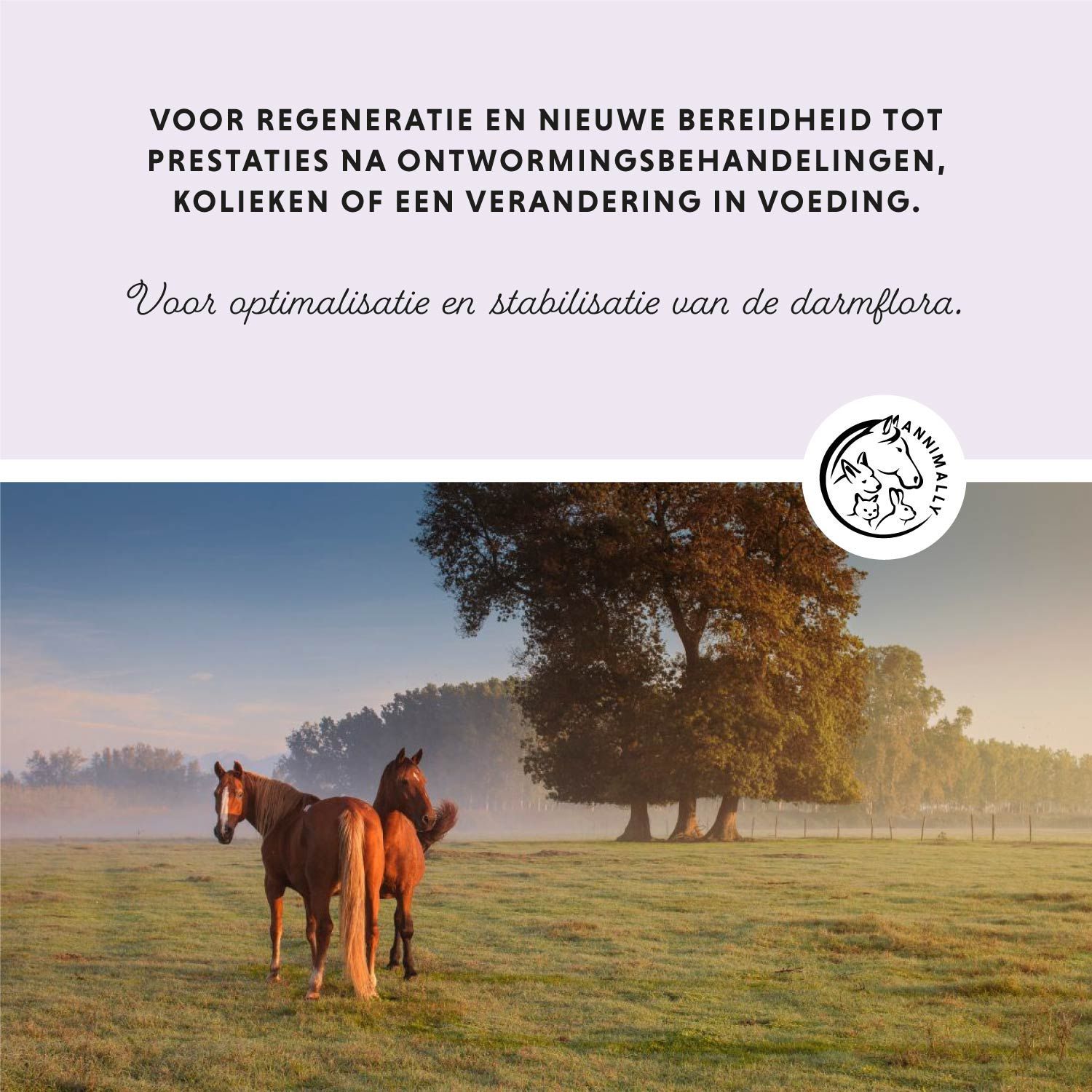 Tekst op lichtpaarse achtergrond. Paarden in een veld. Tekst: Voor regeneratie en nieuwe bereidheid tot prestaties. Landschap.