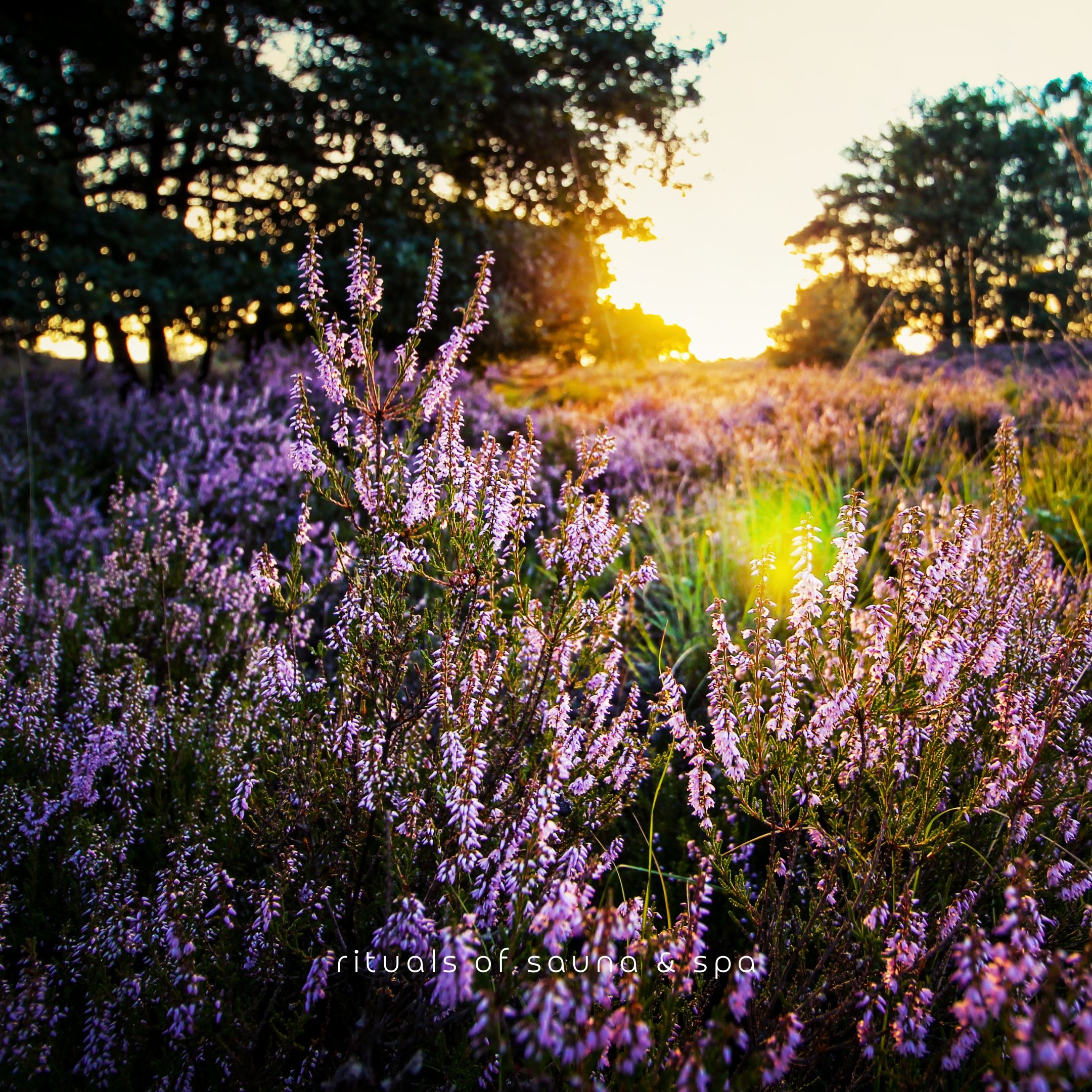 Paysage avec fleurs violettes et arbres. Texte : rituals of, sauna & spa.