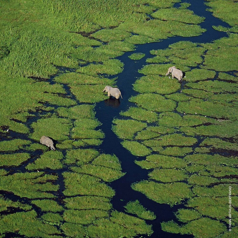 Landschap met olifanten in een rivier. Groene vegetatie.