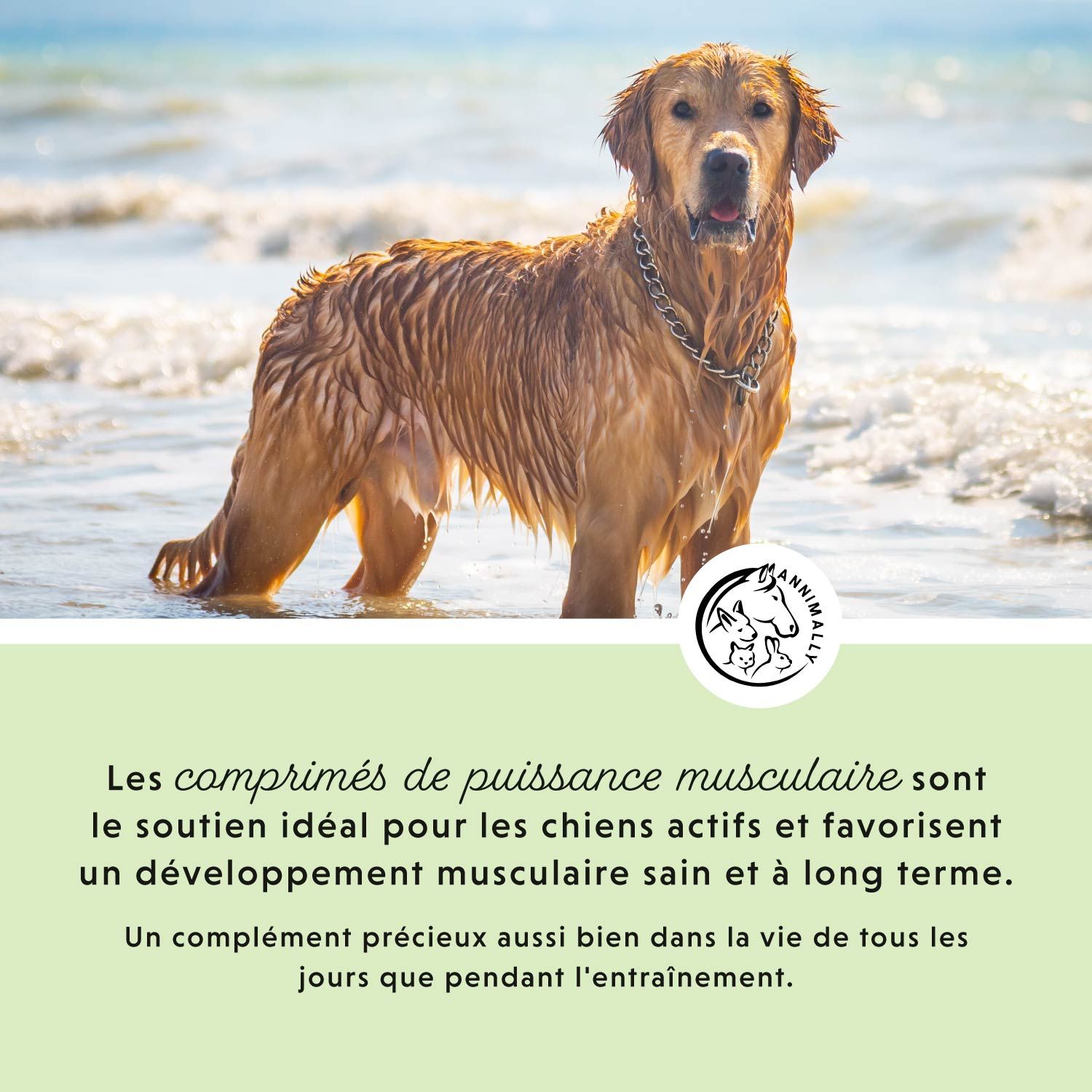 Chien dans l'eau. Texte : Les comprimés de puissance musculaire sont le soutien idéal pour les chiens actifs.