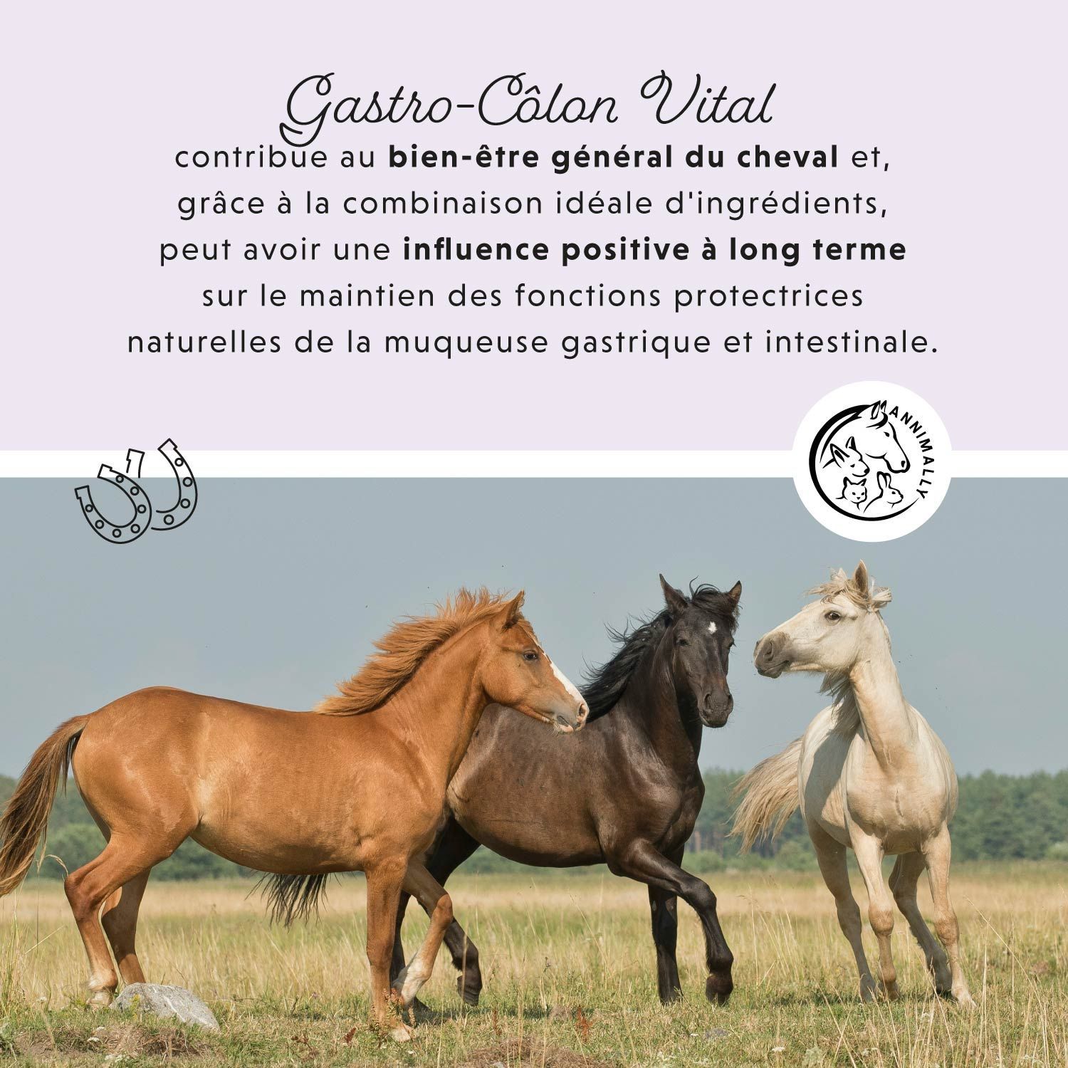 Illustration de 5 herbes. Texte: Le mélange idéal d'herbes harmonisantes.