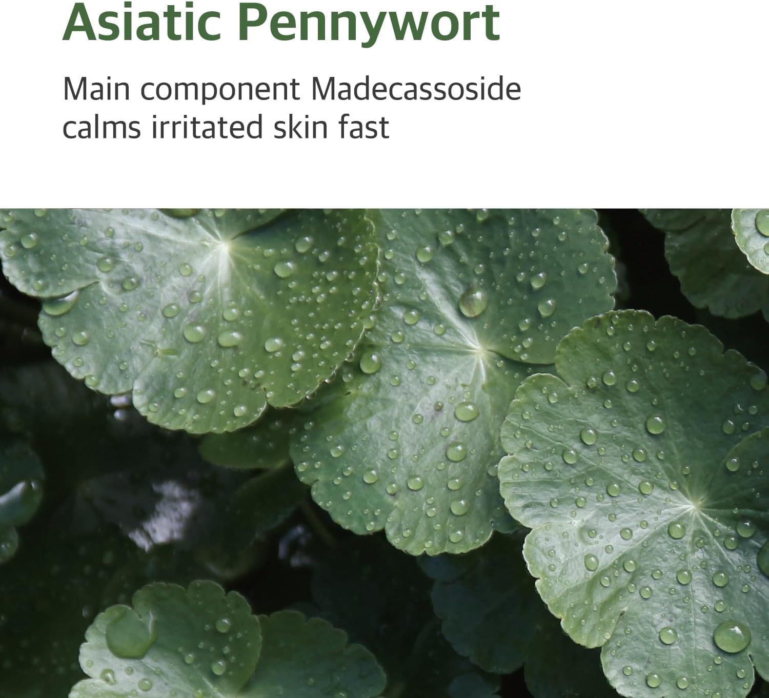 Close-up van groene bladeren met waterdruppels. Tekst: 'Asiatic Pennywort' en beschrijving.