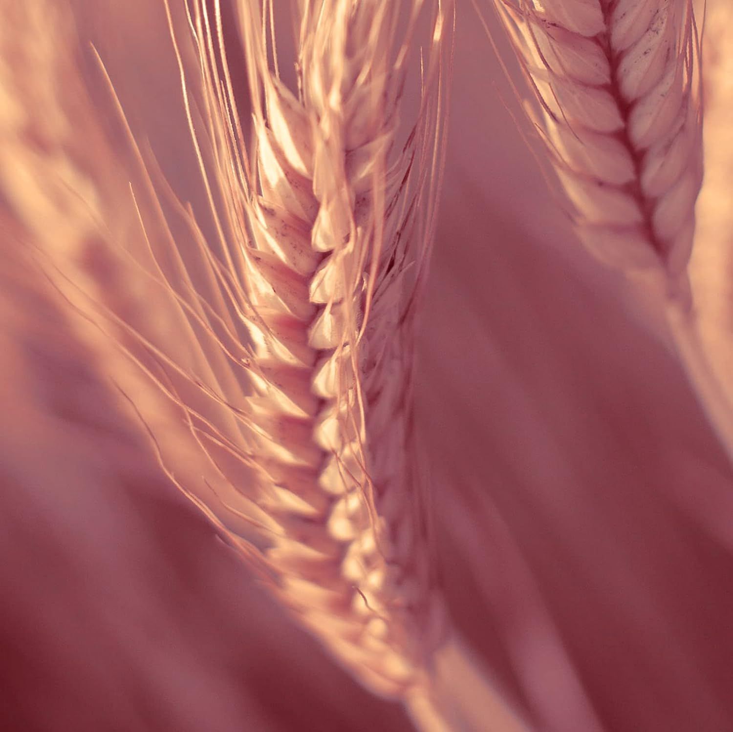 Close-up van korenaren in roze tinten.