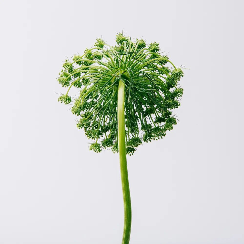 Loewe - Eau de Toilette Aire