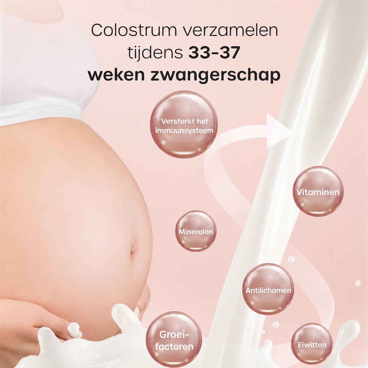 Zwangere buik met tekst over colostrum verzamelen in 33-37 weken zwangerschap. Bubbels tonen vitamines, mineralen, antilichamen.