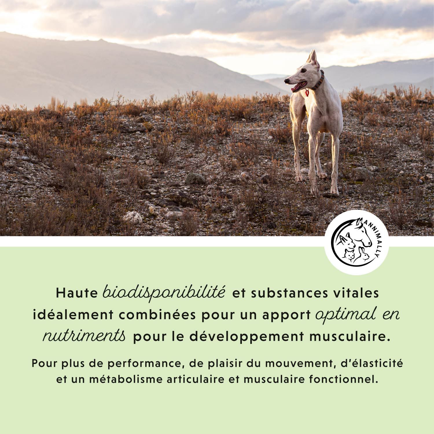 Chien sur une colline. Texte : Haute biodisponibilité et substances vitales pour un apport optimal en nutriments.