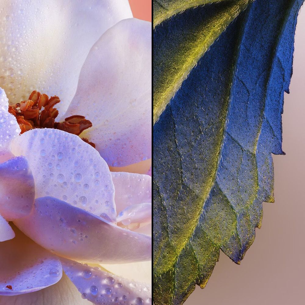 Afbeelding in twee delen. Links: bloem met druppels. Rechts: blad met nerven. Kleuren: blauw, geel, roze.