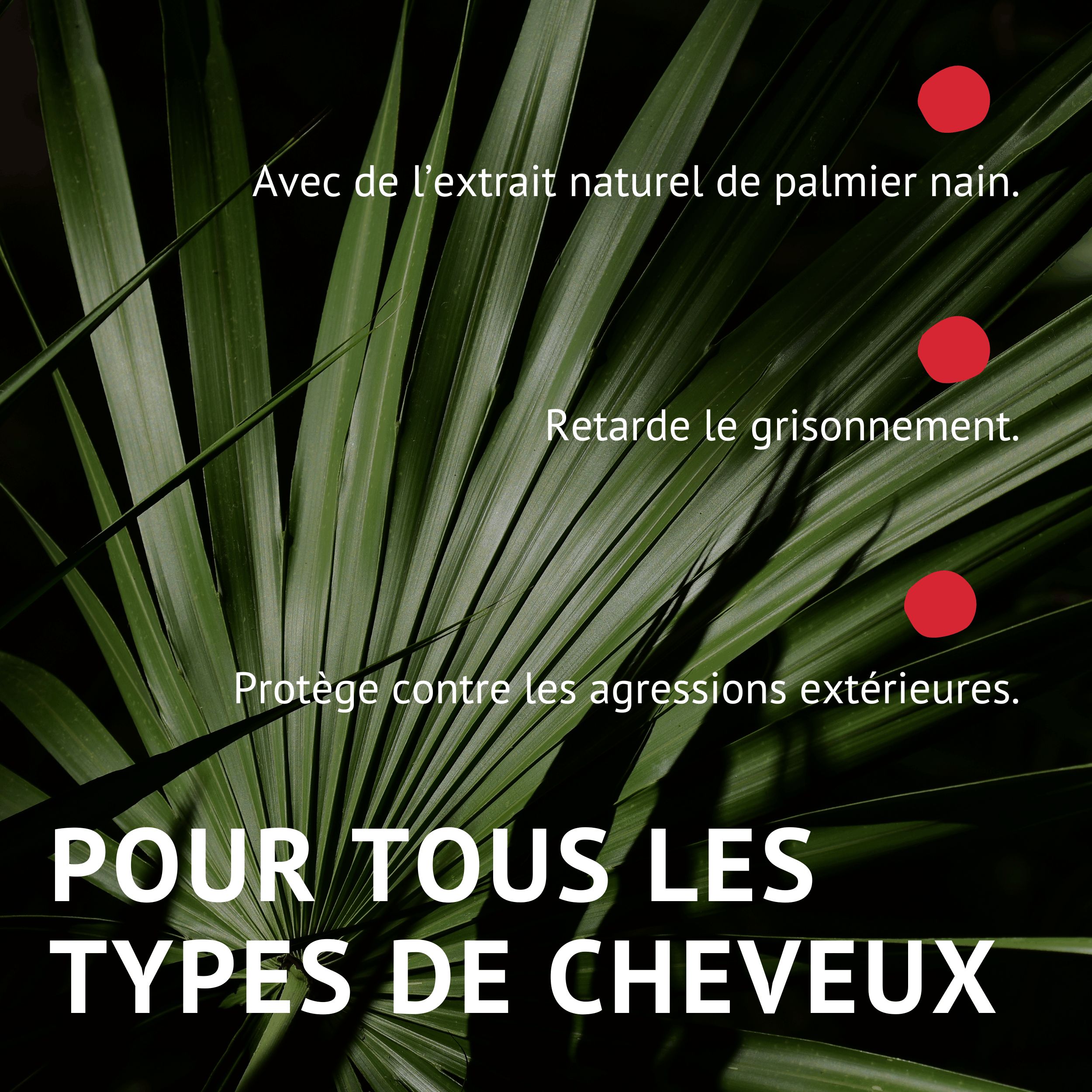 Fond vert avec feuille de palmier nain. Texte: Pour tous les types de cheveux. Avec extrait de palmier nain. Retarde le grisonnement.