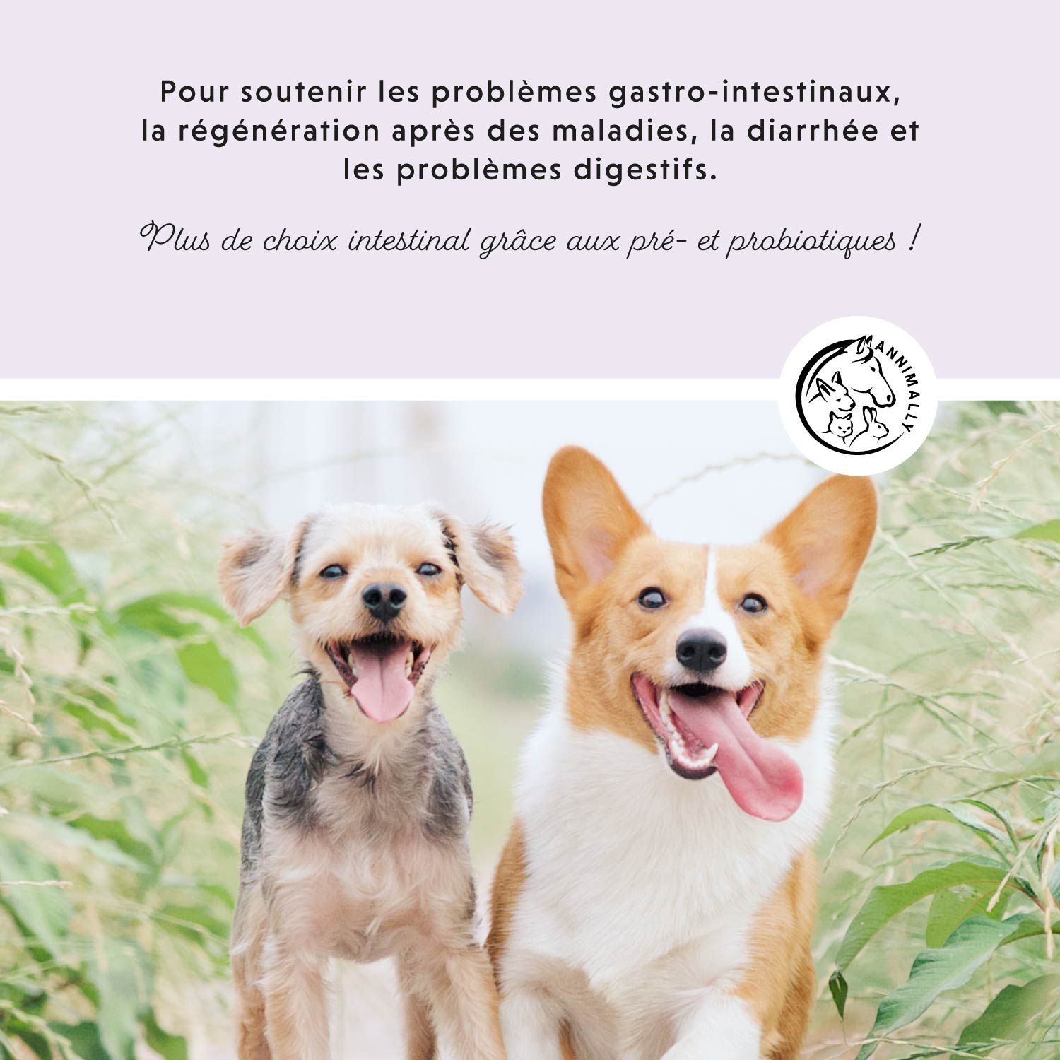 Deux chiens avec texte: Pour soutenir les problèmes gastro-intestinaux, la régénération après des maladies, la diarrhée et les problèmes digestifs.