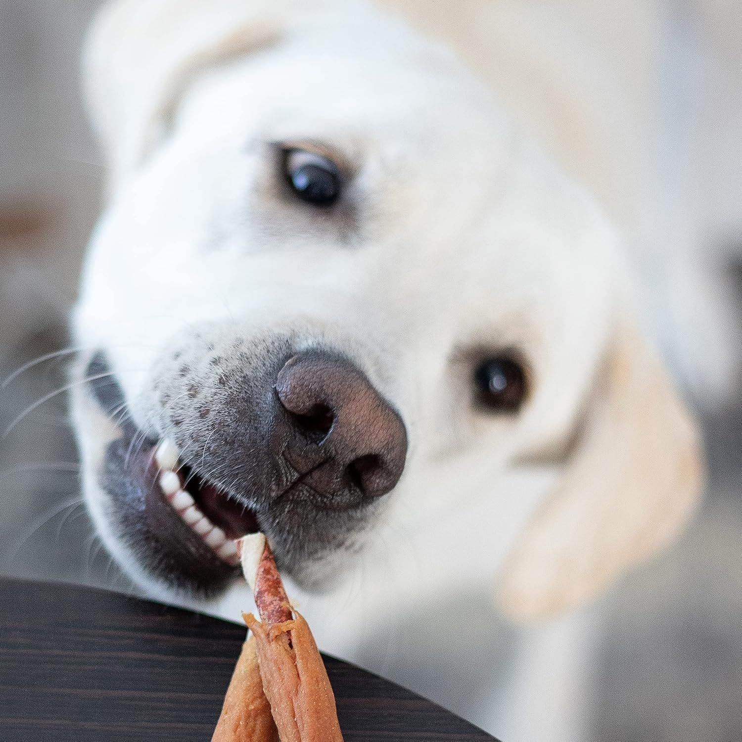 Un Labrador blanc mange une friandise pour chien.